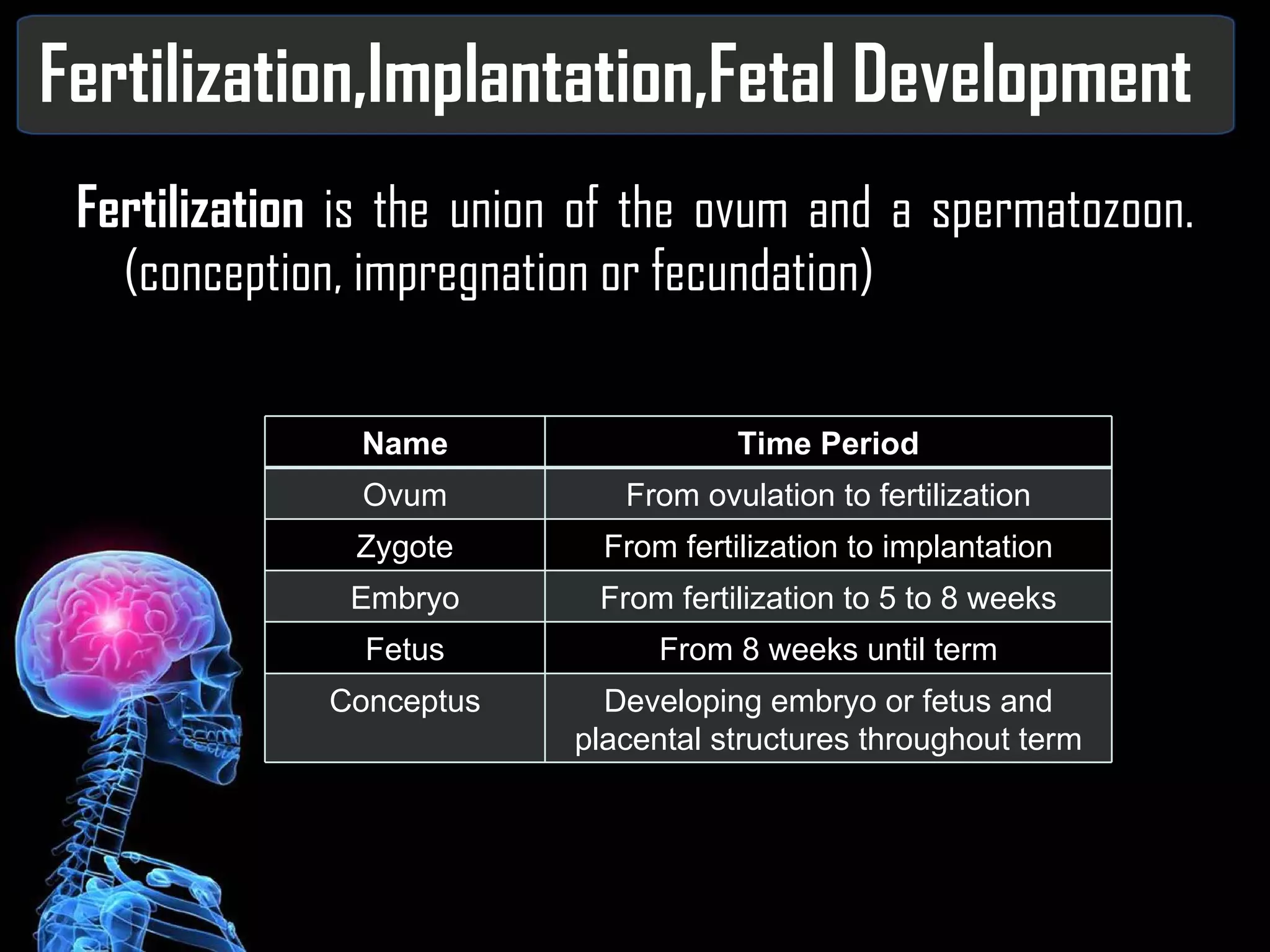 Fertilization,Implantation,Fetal Development Fertilization  is the union of the ovum and a spermatozoon.(conception, impregnation or fecundation) Name Time Period Ovum From ovulation to fertilization Zygote From fertilization to implantation Embryo From fertilization to 5 to 8 weeks Fetus From 8 weeks until term Conceptus Developing embryo or fetus and placental structures throughout term 