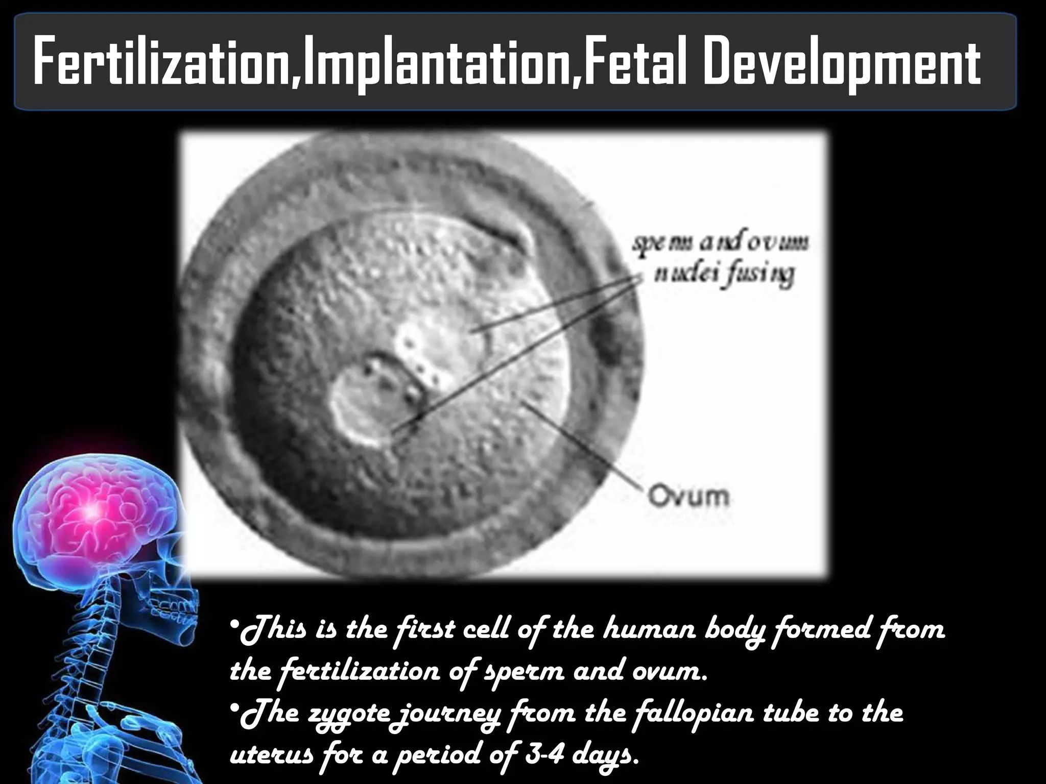 Fertilization,Implantation,Fetal Development This is the first cell of the human body formed from the fertilization of sperm and ovum. The zygote journey from the fallopian tube to the uterus for a period of 3-4 days. 