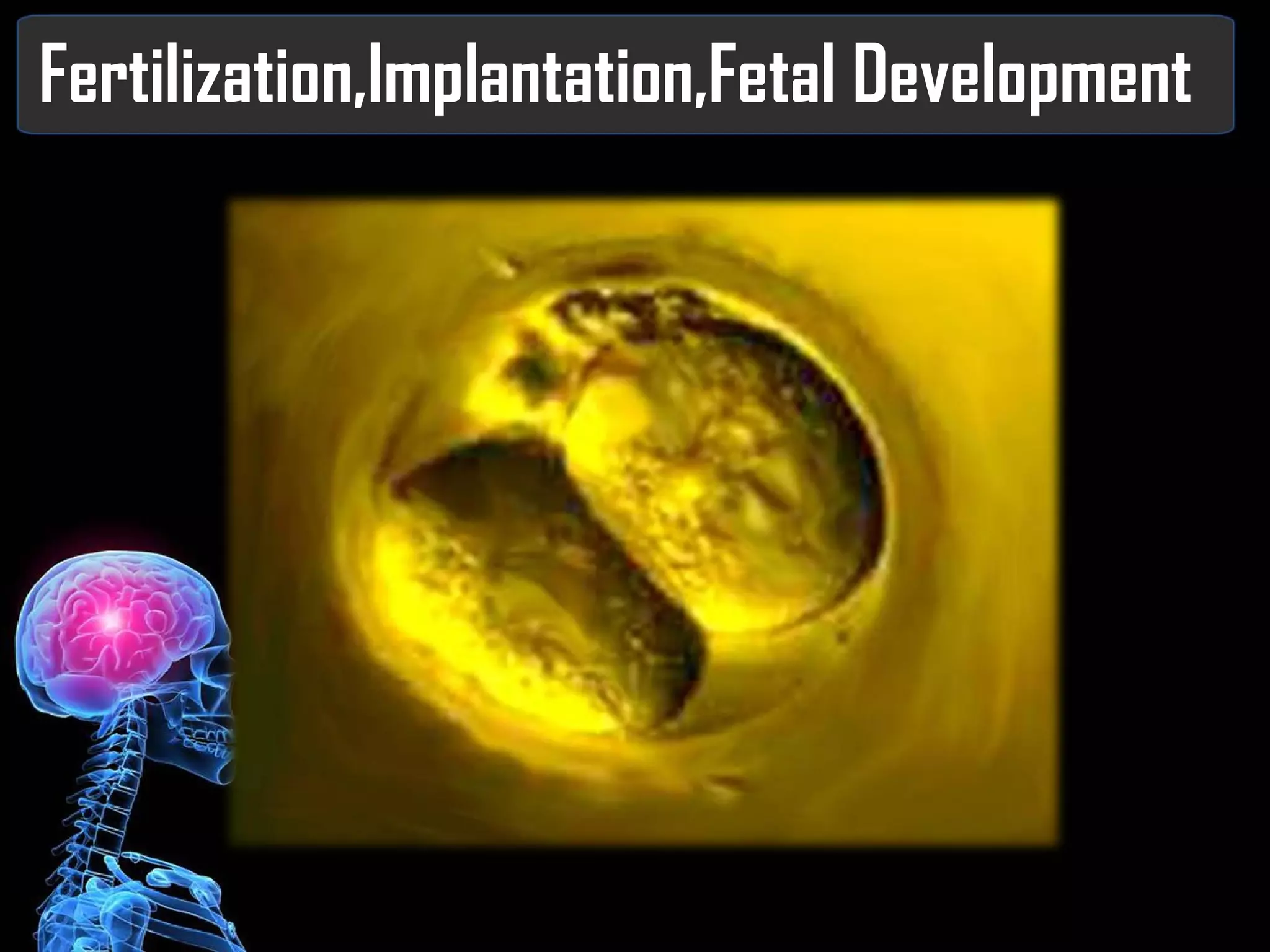 Fertilization,Implantation,Fetal Development 