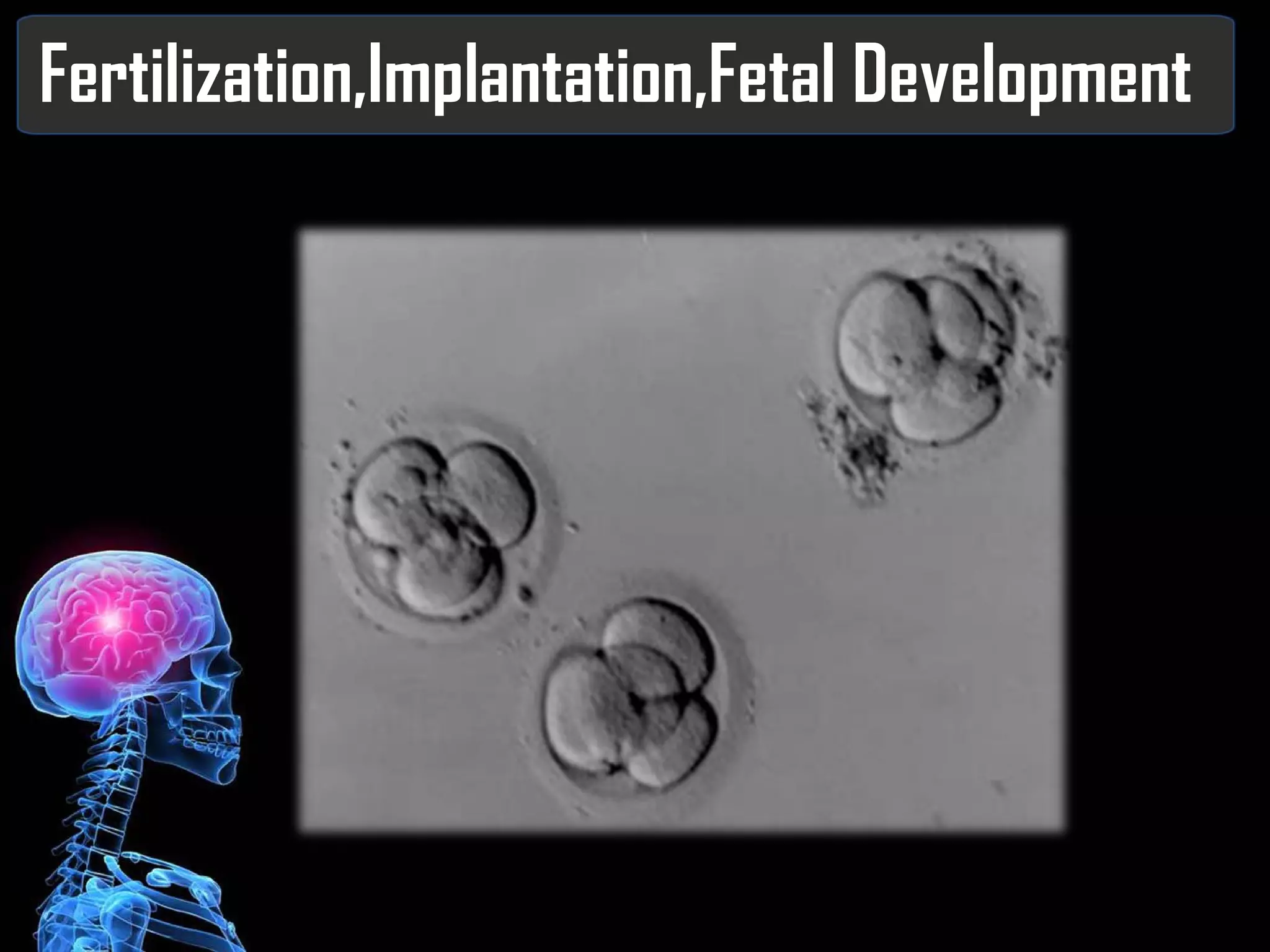 Fertilization,Implantation,Fetal Development 