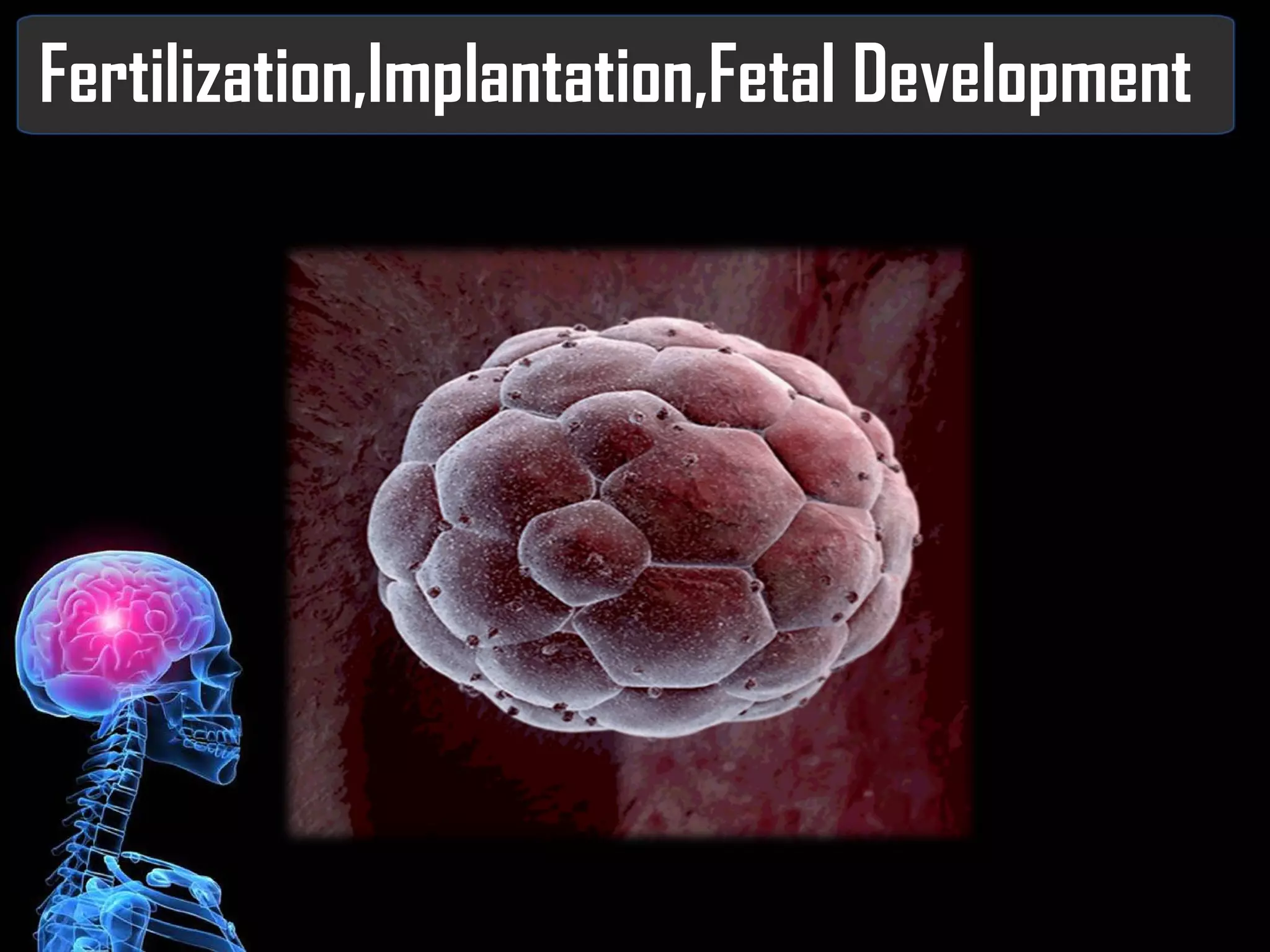 Fertilization,Implantation,Fetal Development 