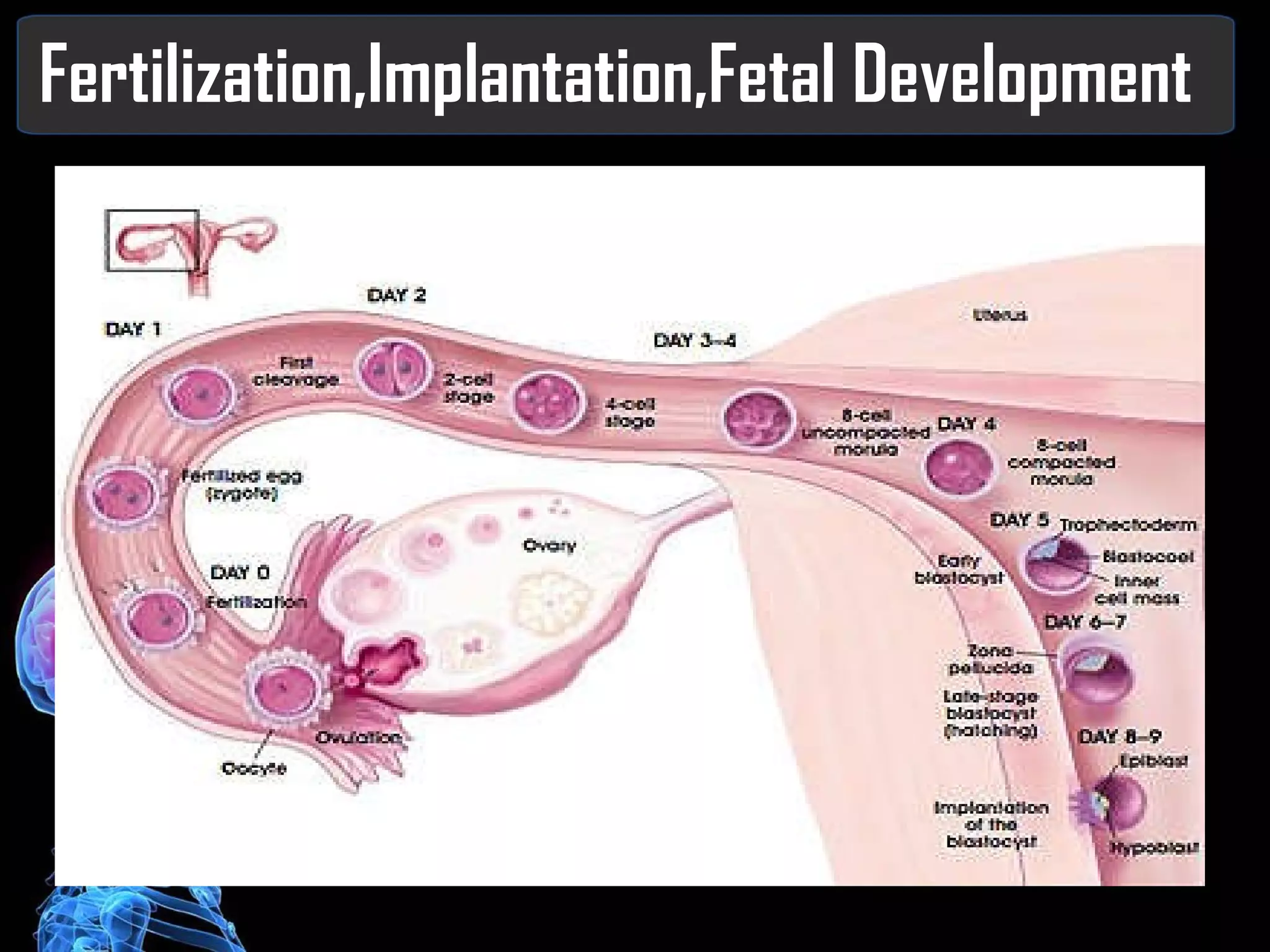Fertilization,Implantation,Fetal Development 