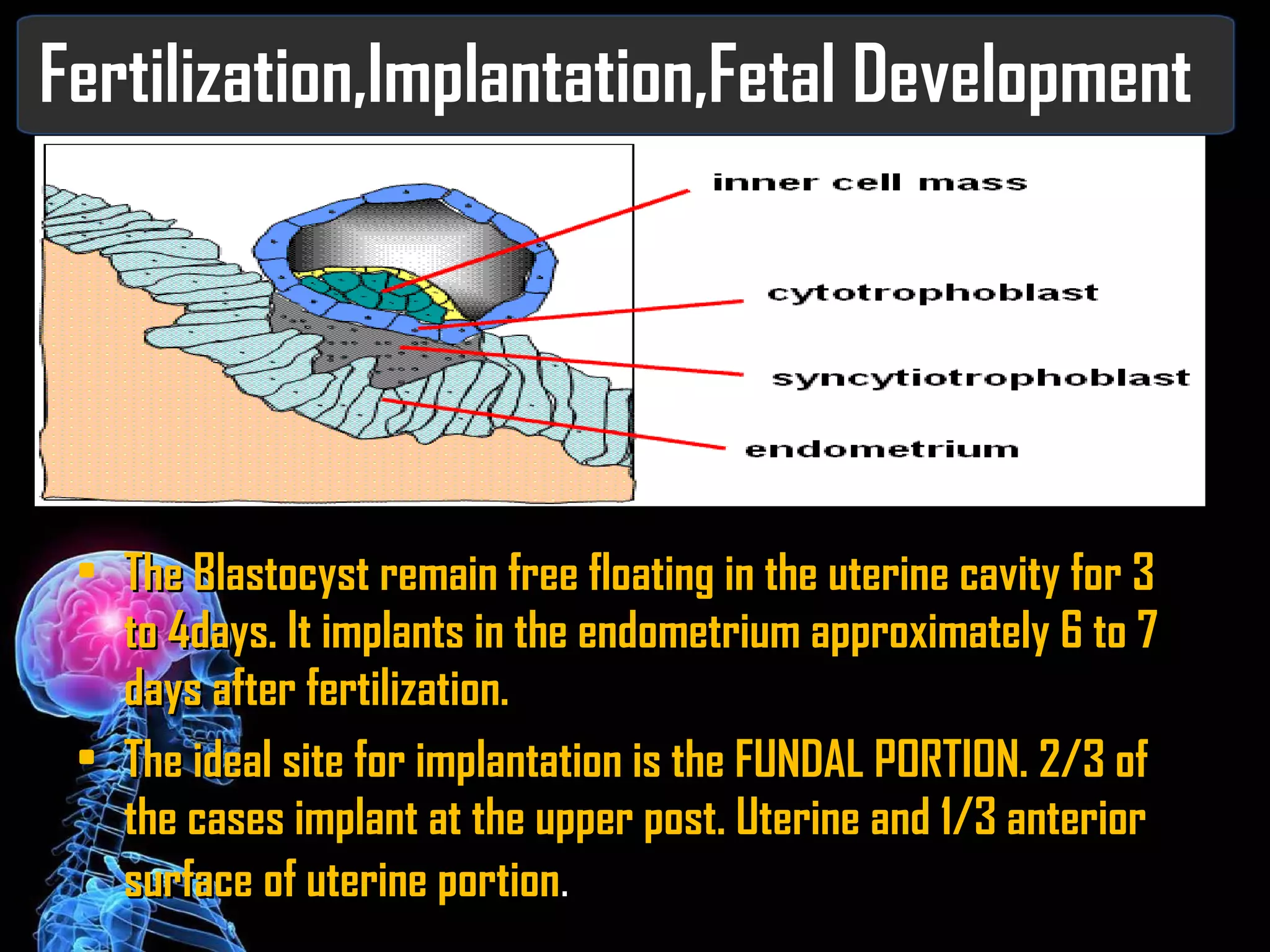 Fertilization,Implantation,Fetal Development The Blastocyst remain free floating in the uterine cavity for 3 to 4days. It implants in the endometrium approximately 6 to 7 days after fertilization. The ideal site for implantation is the FUNDAL PORTION. 2/3 of the cases implant at the upper post. Uterine and 1/3 anterior surface of uterine portion . 