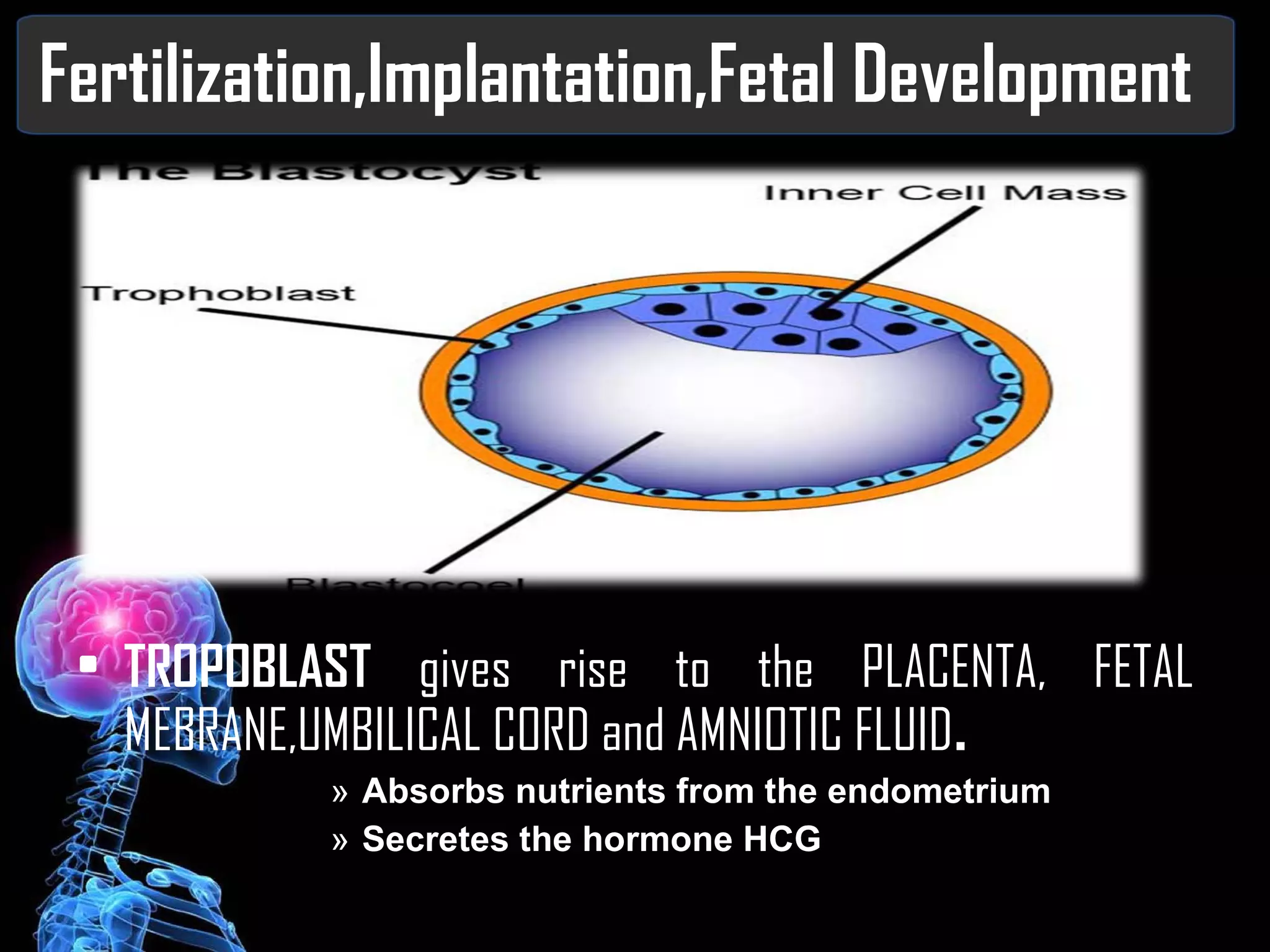 Fertilization,Implantation,Fetal Development TROPOBLAST  gives rise to the PLACENTA, FETAL MEBRANE,UMBILICAL CORD and AMNIOTIC FLUID . Absorbs nutrients from the endometrium Secretes the hormone HCG 