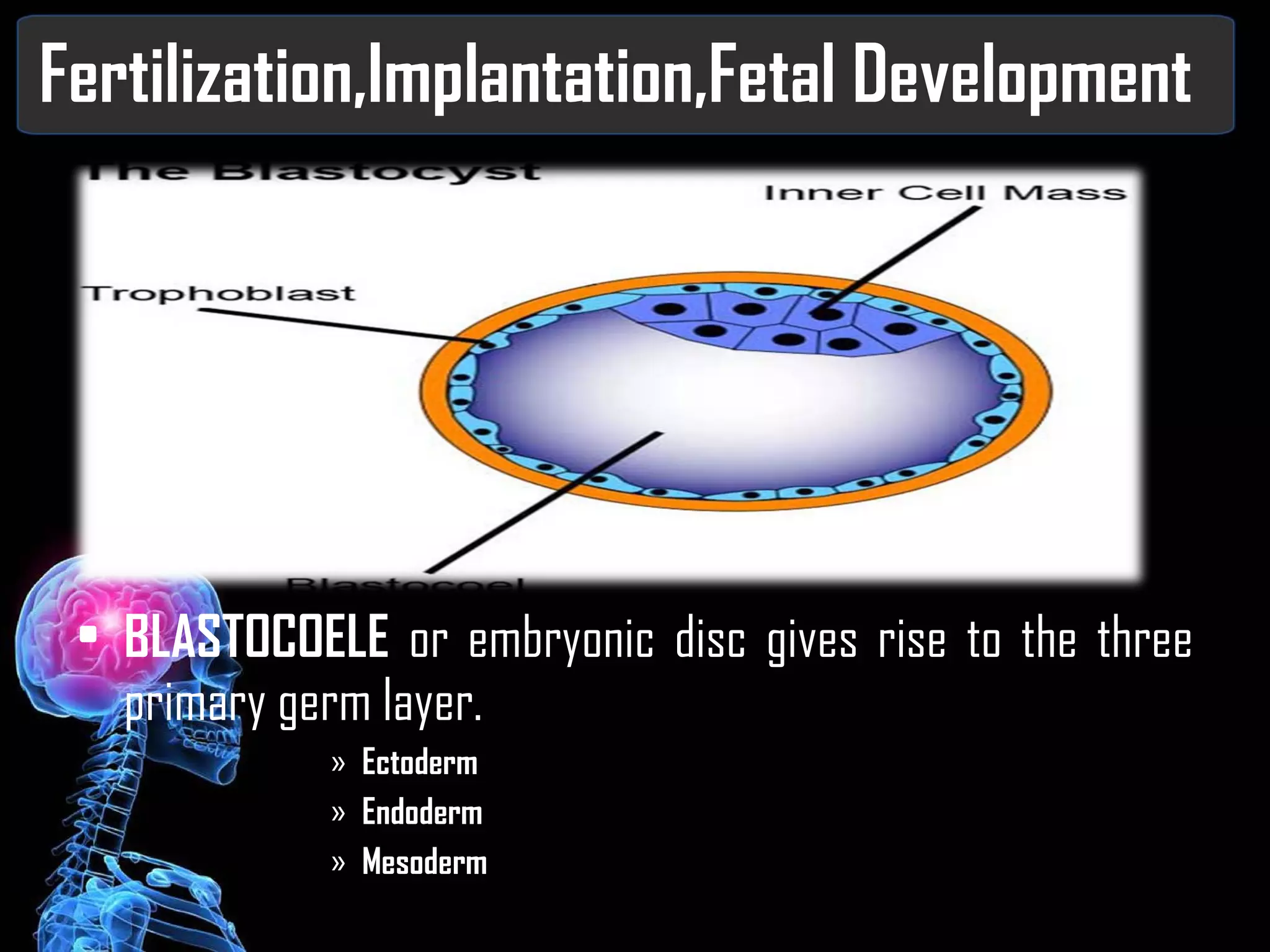 Fertilization,Implantation,Fetal Development BLASTOCOELE  or embryonic disc gives rise to the three primary germ layer. Ectoderm Endoderm Mesoderm 