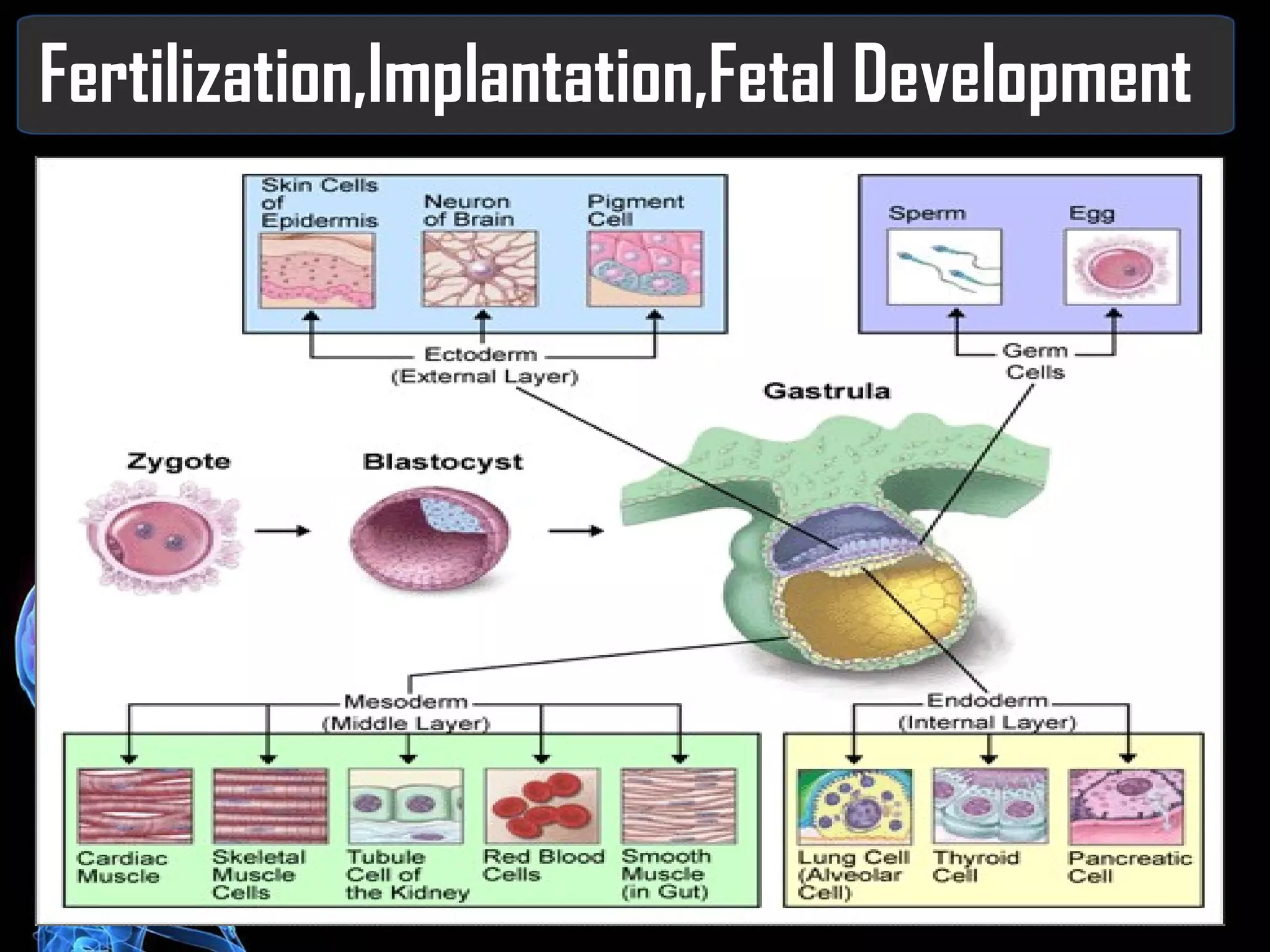 Fertilization,Implantation,Fetal Development 