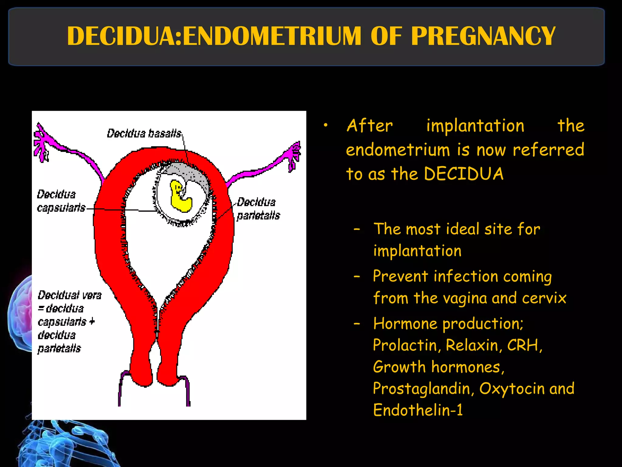 DECIDUA:ENDOMETRIUM OF PREGNANCY After implantation the endometrium is now referred to as the DECIDUA The most ideal site for implantation Prevent infection coming from the vagina and cervix Hormone production; Prolactin, Relaxin, CRH, Growth hormones, Prostaglandin, Oxytocin and Endothelin-1 
