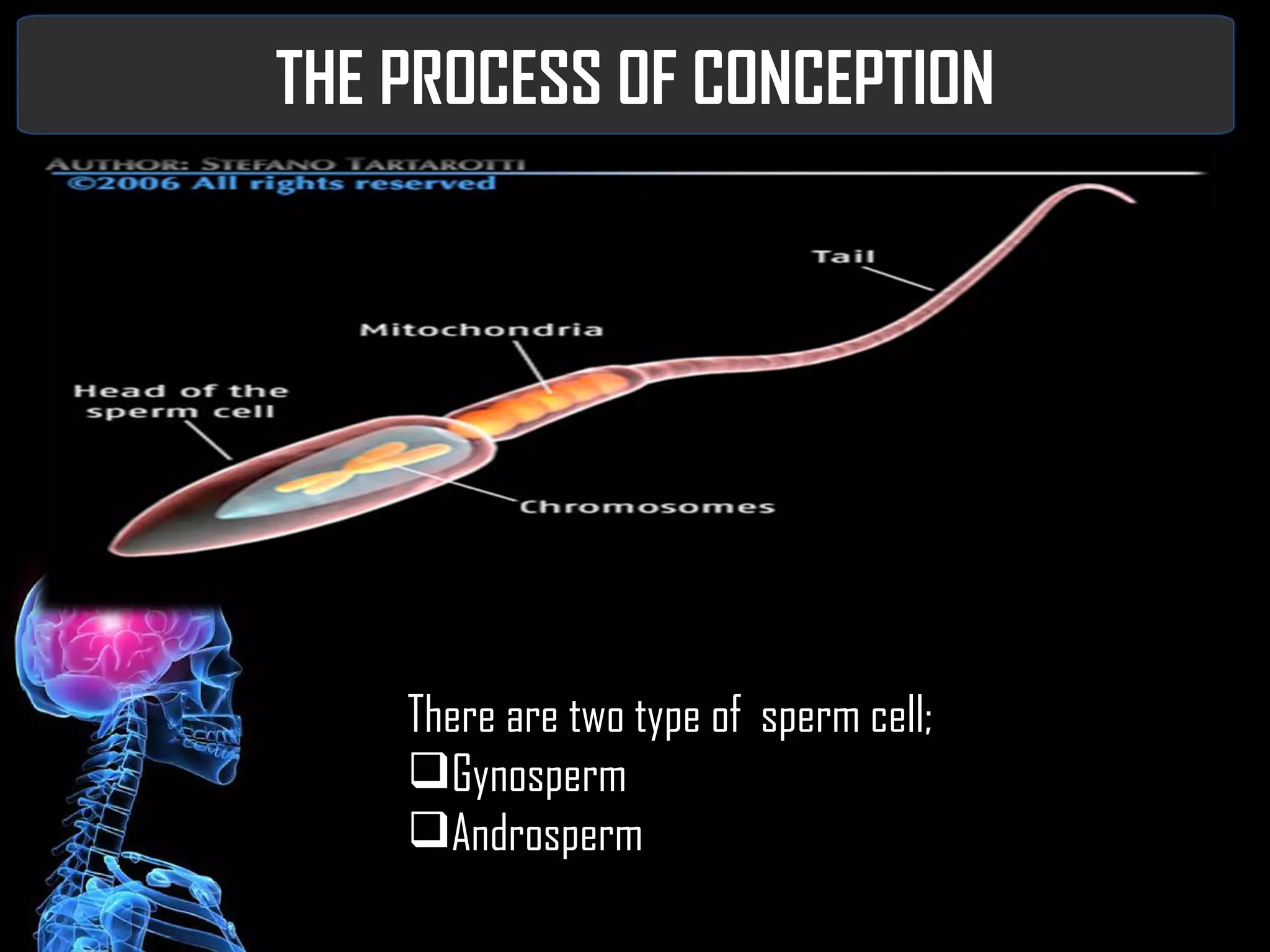 THE PROCESS OF CONCEPTION SPERM The sperm cell or spermatozoa is the male sex cell or gamete SPERMATOGENESIS is the process of maturation of sperm. It takes about days for sperm cell to attain maturity It has three parts a HEAD, NECK,TAIL The sperm has a lifespan of 48 to 72 hours. The sperm most be in the genital tract 2 to 6 hours before they can fertilize the egg to give time for CAPACITATION to occur. There are two type of  sperm cell; Gynosperm  Androsperm 