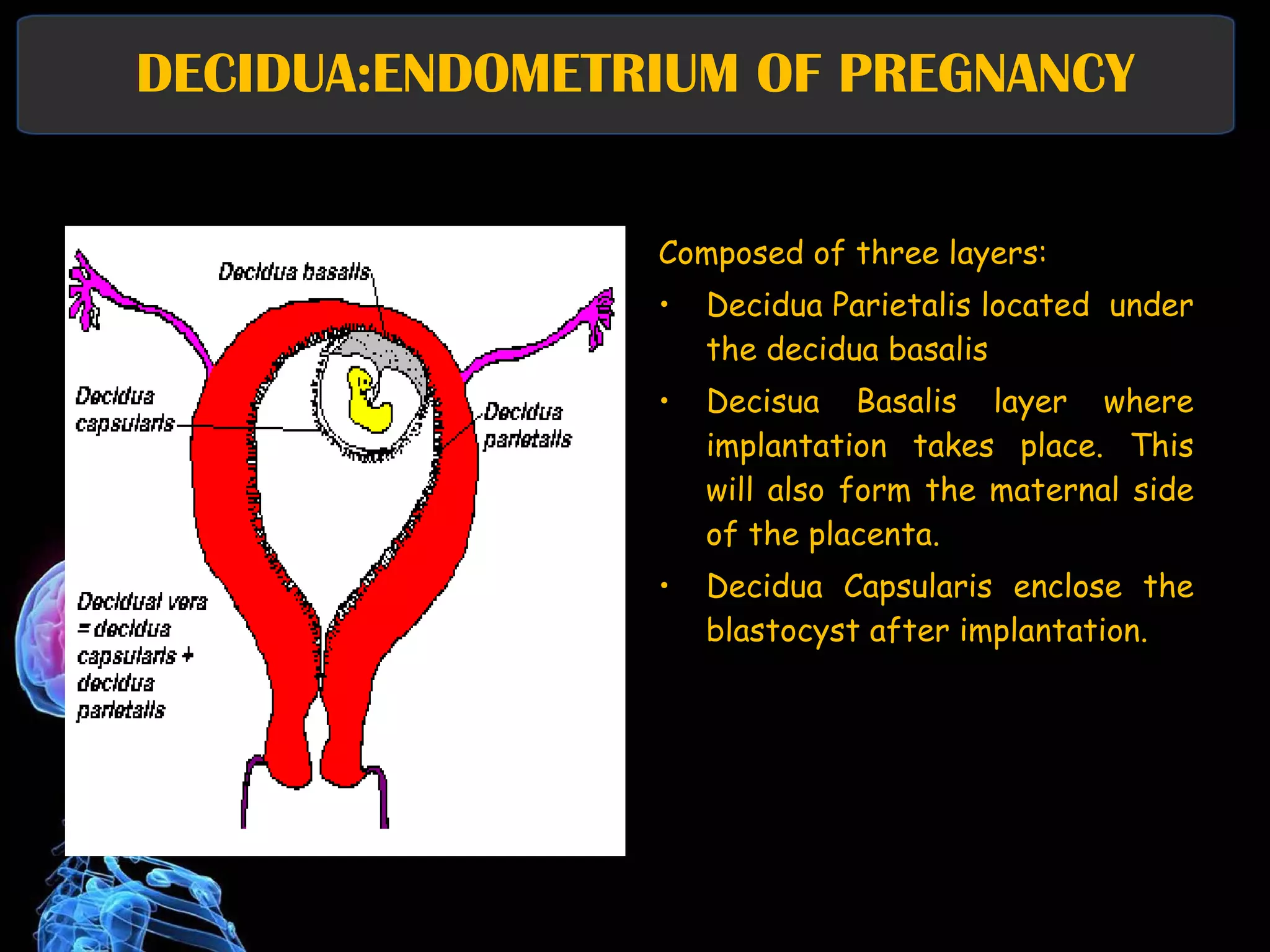 DECIDUA:ENDOMETRIUM OF PREGNANCY Composed of three layers: Decidua Parietalis located  under the decidua basalis Decisua Basalis layer where implantation takes place. This will also form the maternal side of the placenta. Decidua Capsularis enclose the blastocyst after implantation. 