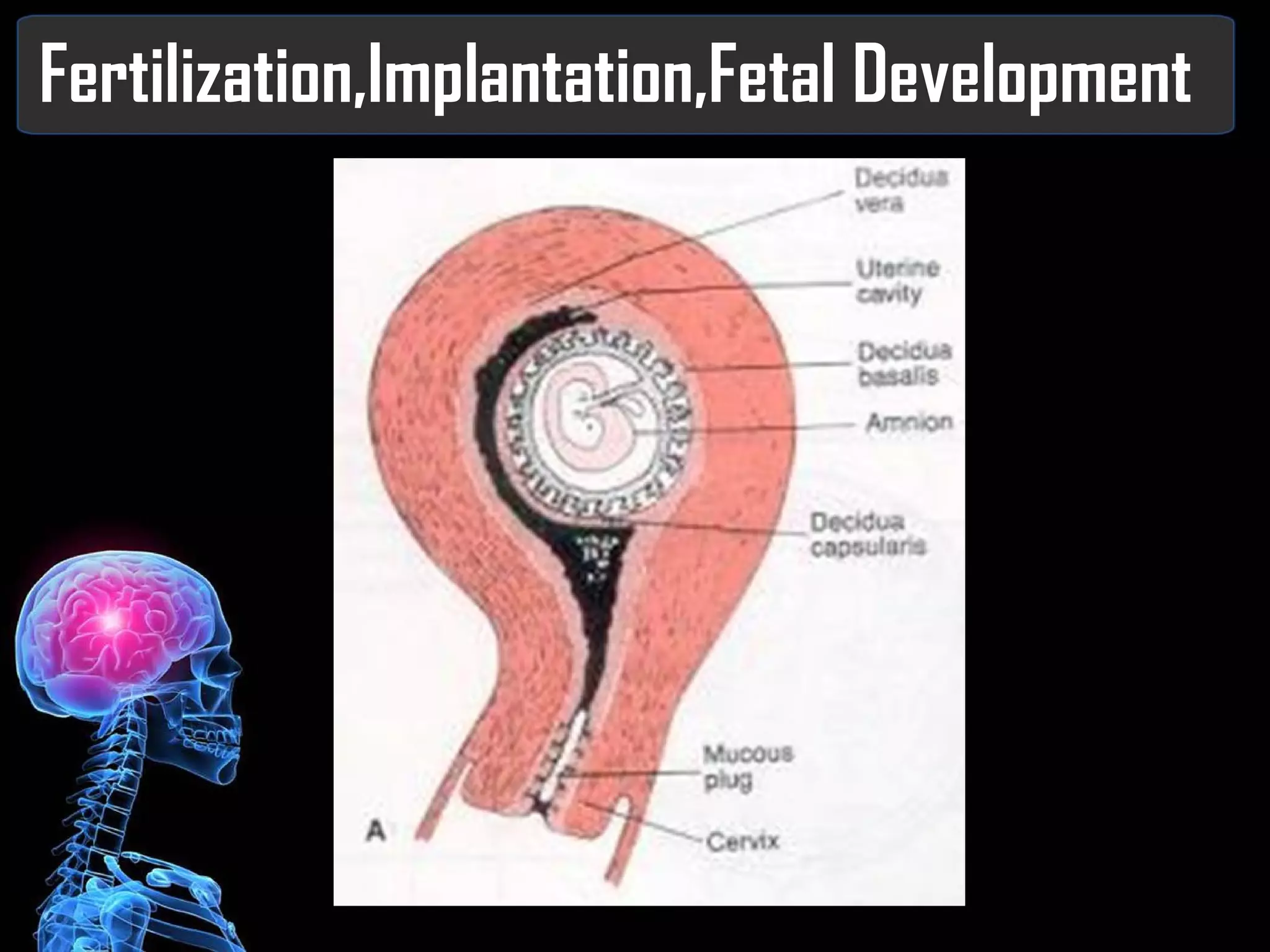 Fertilization,Implantation,Fetal Development 