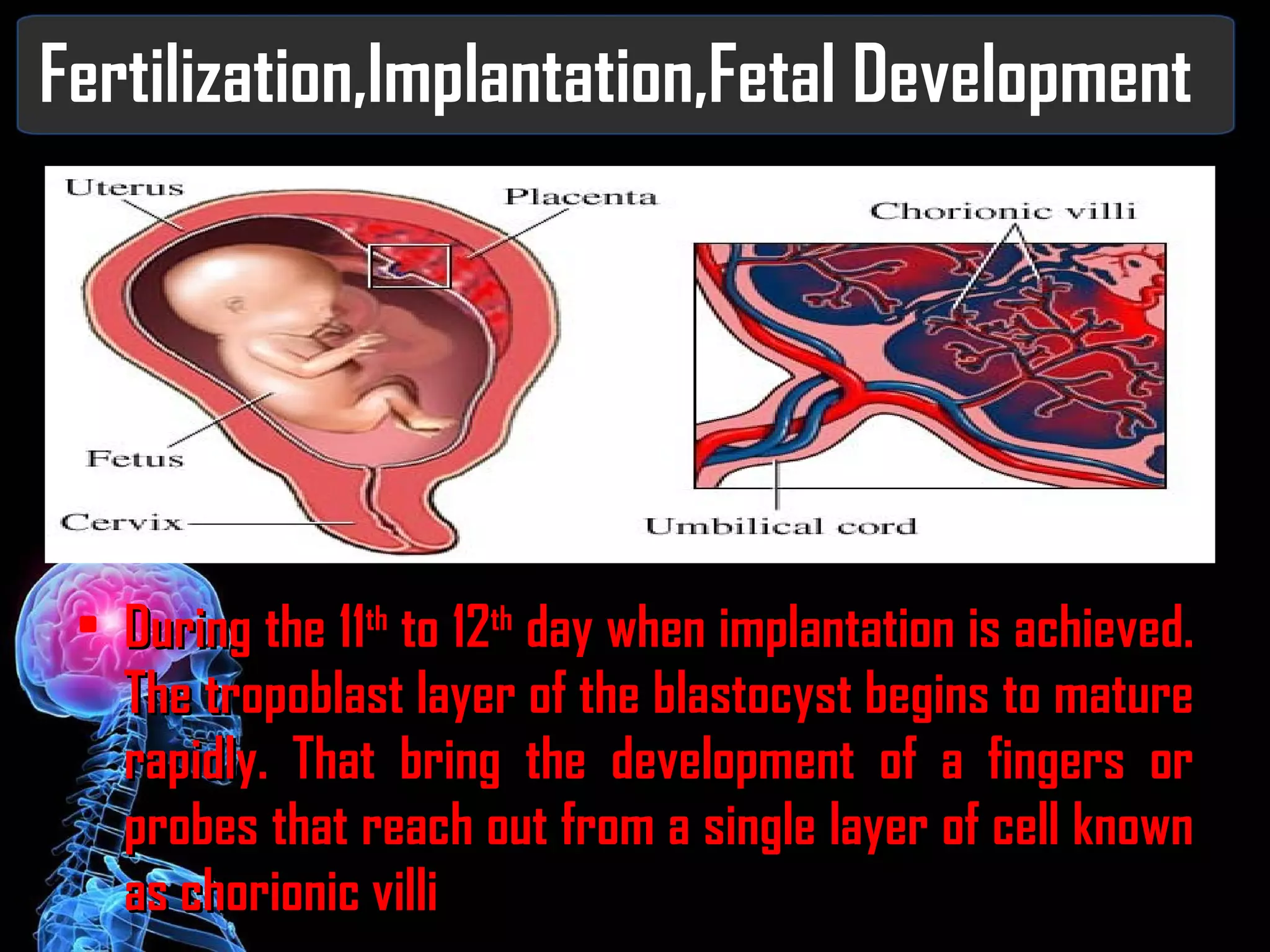 Fertilization,Implantation,Fetal Development During the 11 th  to 12 th  day when implantation is achieved. The tropoblast layer of the blastocyst begins to mature rapidly. That bring the development of a fingers or probes that reach out from a single layer of cell known as chorionic villi 