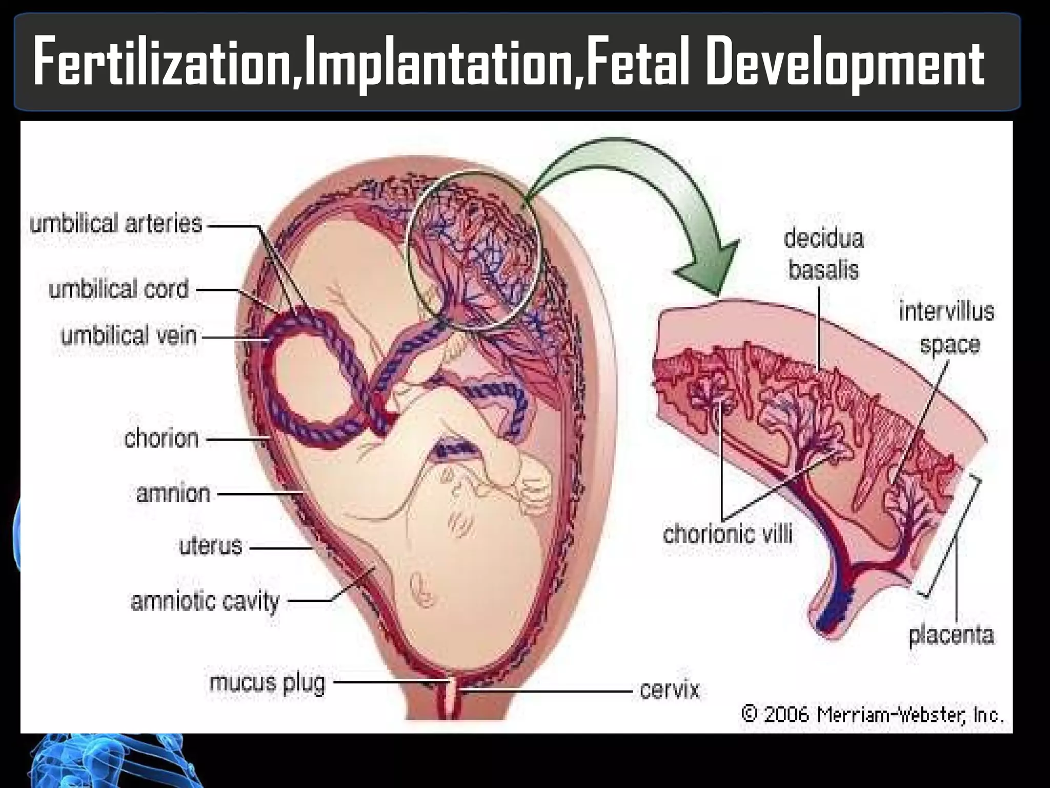 Fertilization,Implantation,Fetal Development 