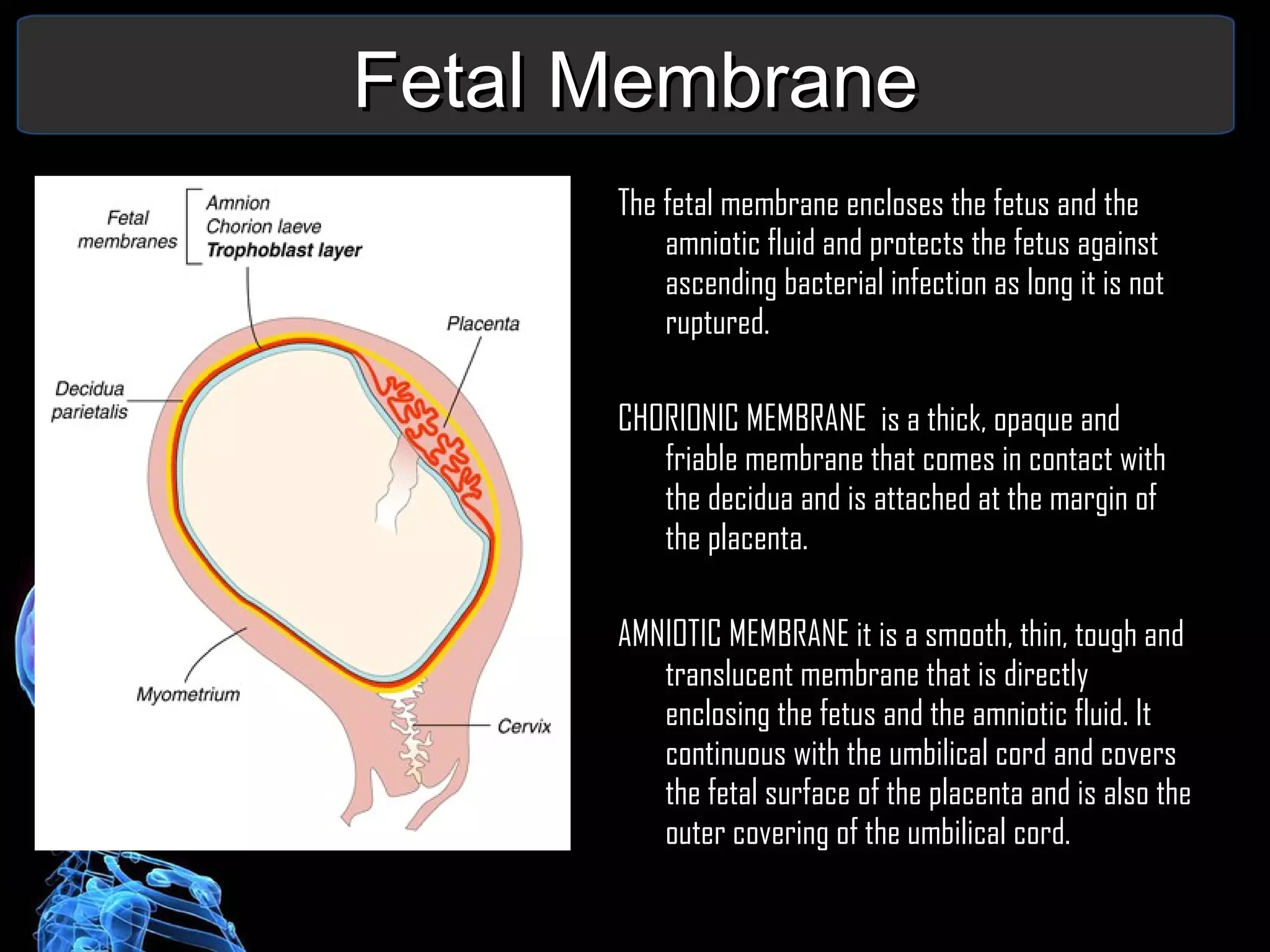 Fetal Membrane The fetal membrane encloses the fetus and the amniotic fluid and protects the fetus against ascending bacterial infection as long it is not ruptured. CHORIONIC MEMBRANE  is a thick, opaque and friable membrane that comes in contact with the decidua and is attached at the margin of the placenta. AMNIOTIC MEMBRANE it is a smooth, thin, tough and translucent membrane that is directly enclosing the fetus and the amniotic fluid. It continuous with the umbilical cord and covers the fetal surface of the placenta and is also the outer covering of the umbilical cord. 