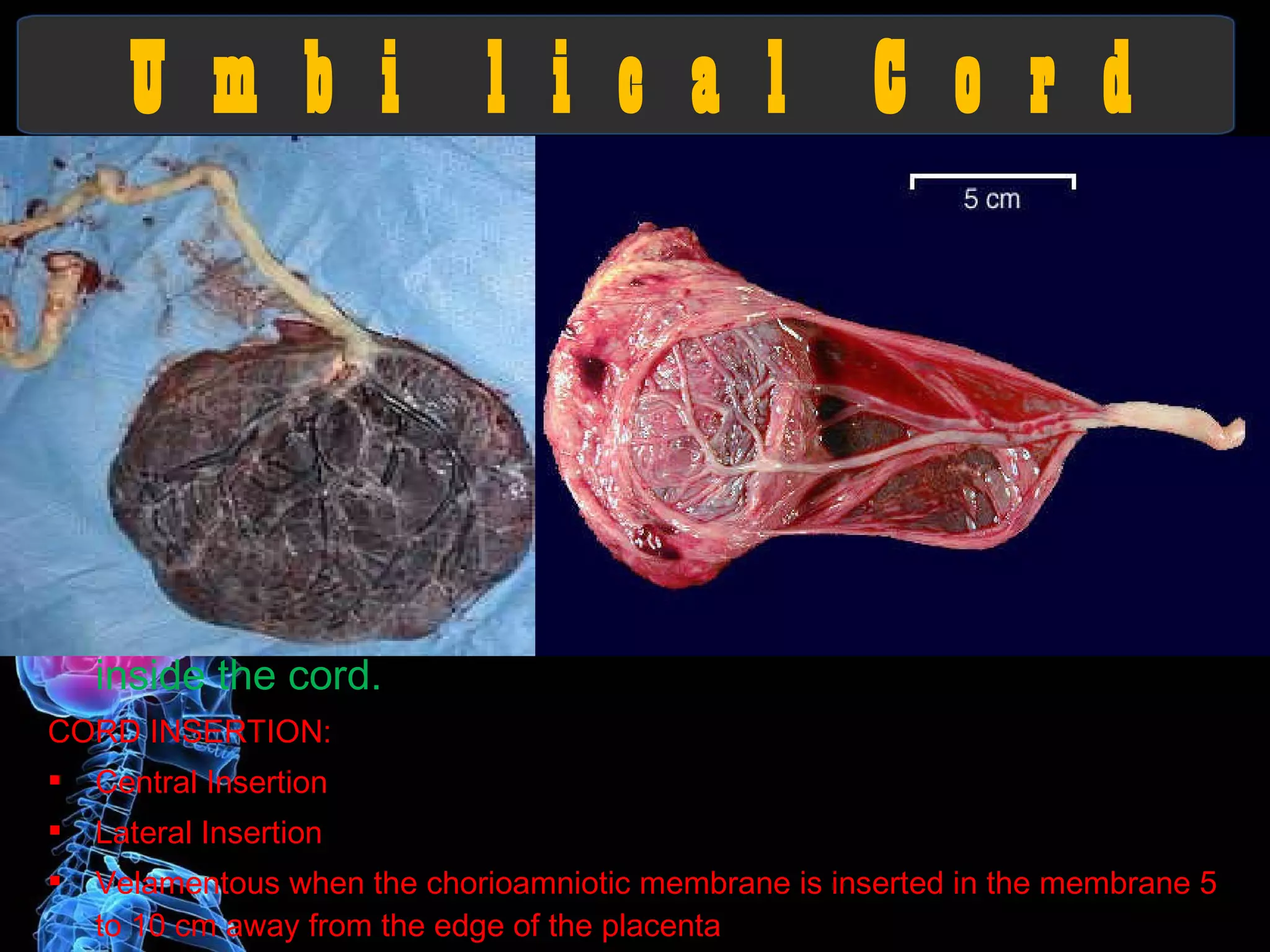 U m b i  l i c a l  C o r d It main function is to carry oxygen and nutrients from the placenta to the fetus and return un-oxygenated blood and fetal waste product to the placenta. BLOOD VESSELS: 2 arteries, 1 vein LENGHT: is about 50 to 55 cm long. It appears dull white moist and covered by the amnion. Whartons Jelly  is a gelatinous substance found inside the cord. CORD INSERTION: Central Insertion Lateral Insertion Velamentous when the chorioamniotic membrane is inserted in the membrane 5 to 10 cm away from the edge of the placenta Battledore cord id inserted at the edge of the placenta 