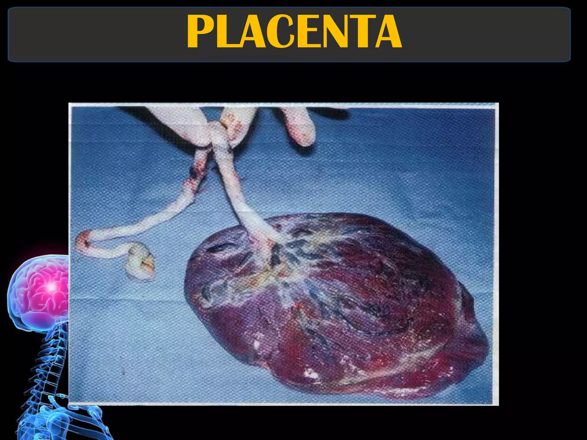 PLACENTA 