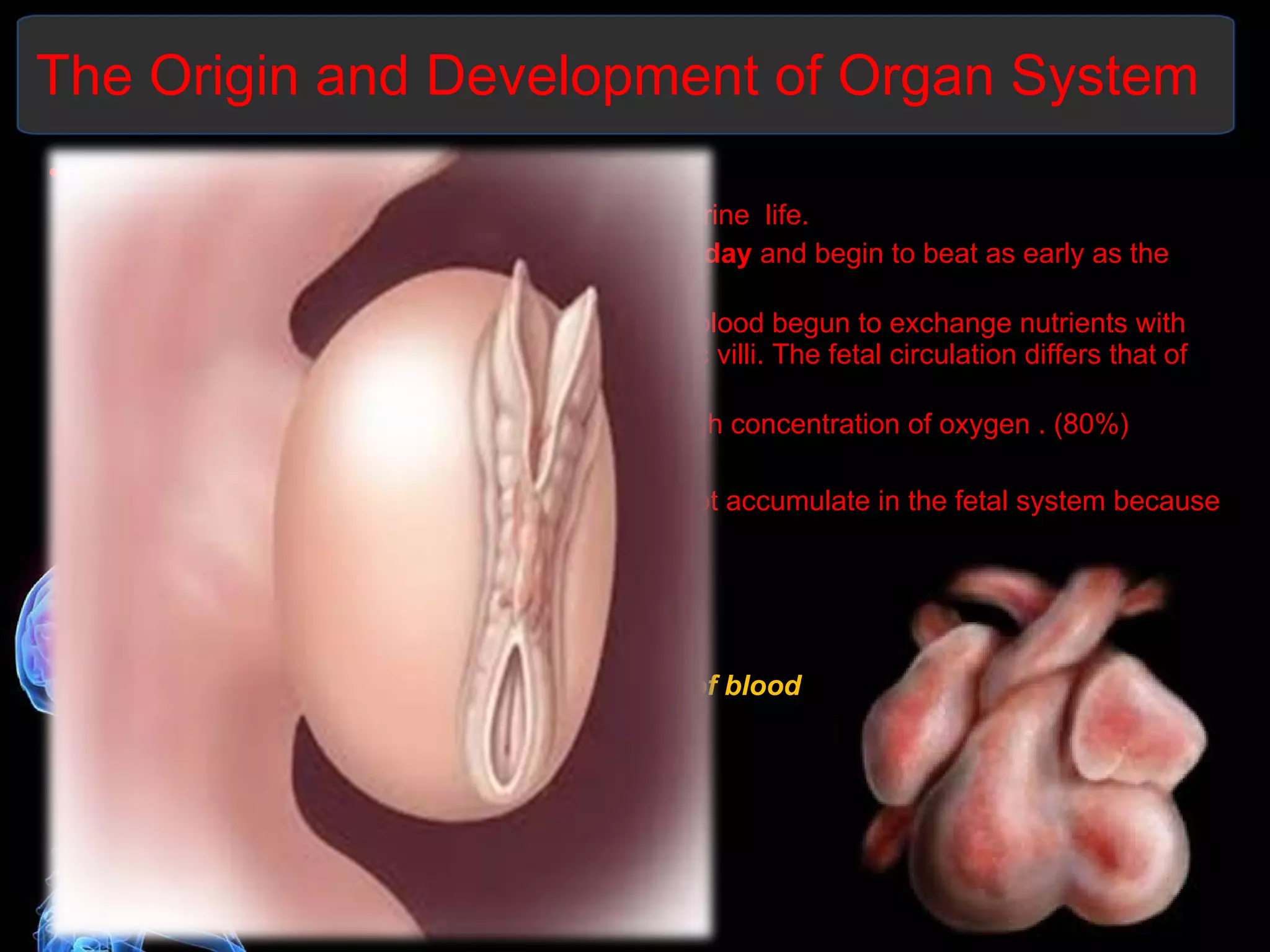 The Origin and Development of Organ System Cardiovascular System: First system to become functional in intrauterine  life.  The heart tube begins to forms early as  16 th  day  and begin to beat as early as the  24 th  day. As early as 3 rd  week of intrauterine life fetal blood begun to exchange nutrients with the maternal circulation  across the chorionic villi. The fetal circulation differs that of the extrauterine life. Blood arriving from the placenta contains high concentration of oxygen . (80%) FHB is 120 to 160 bpm  Despite a low level of O2 level, CO2 does not accumulate in the fetal system because of rapid diffusion into the maternal blood.  FETAL HEMOGLOBIN Composed of two alpha and two gamma  Hemoglobin concentration 17.1 g/100ml of blood Hematocrit 53% 