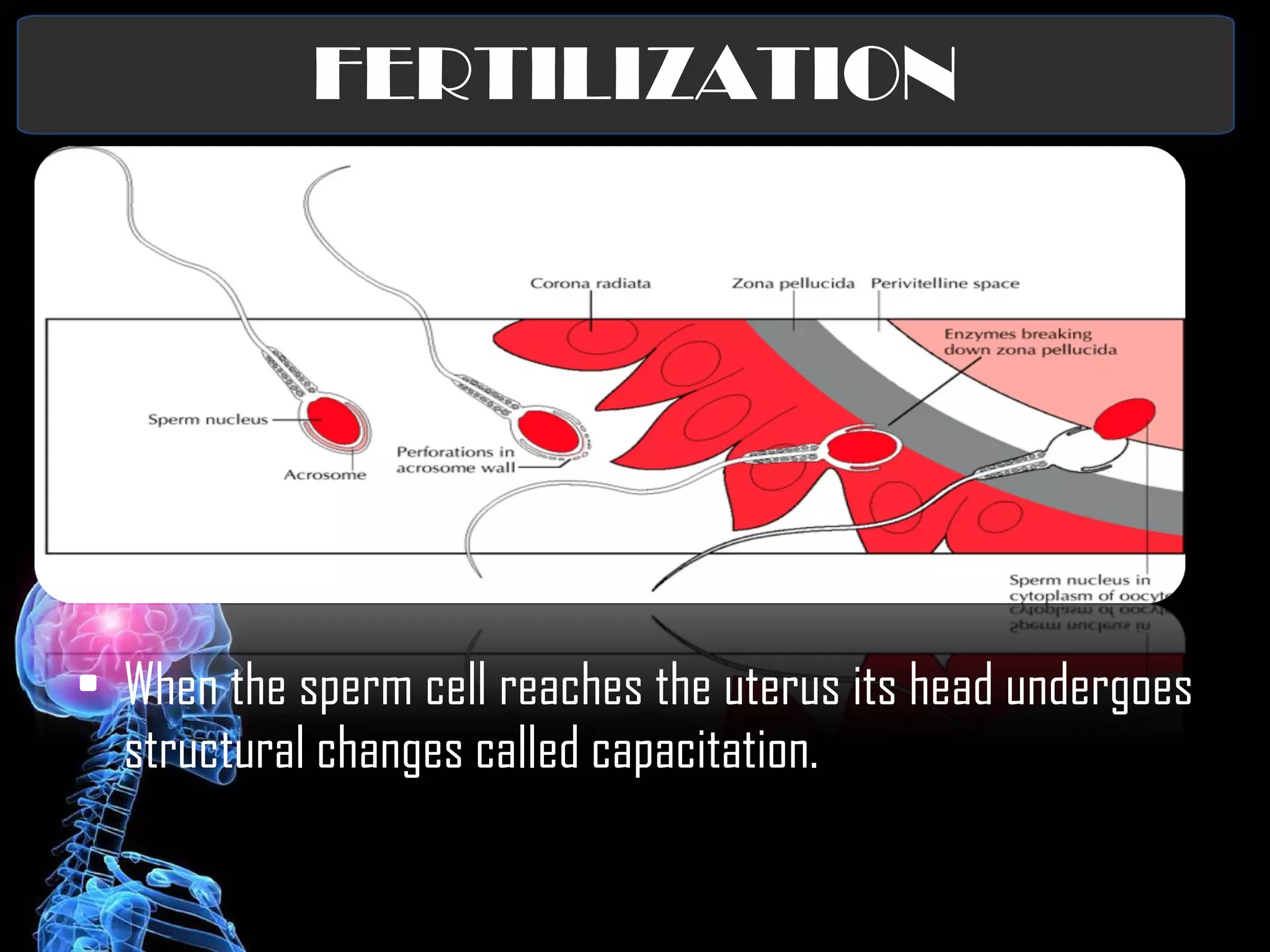 FERTILIZATION When the sperm cell reaches the uterus its head undergoes structural changes called capacitation. 