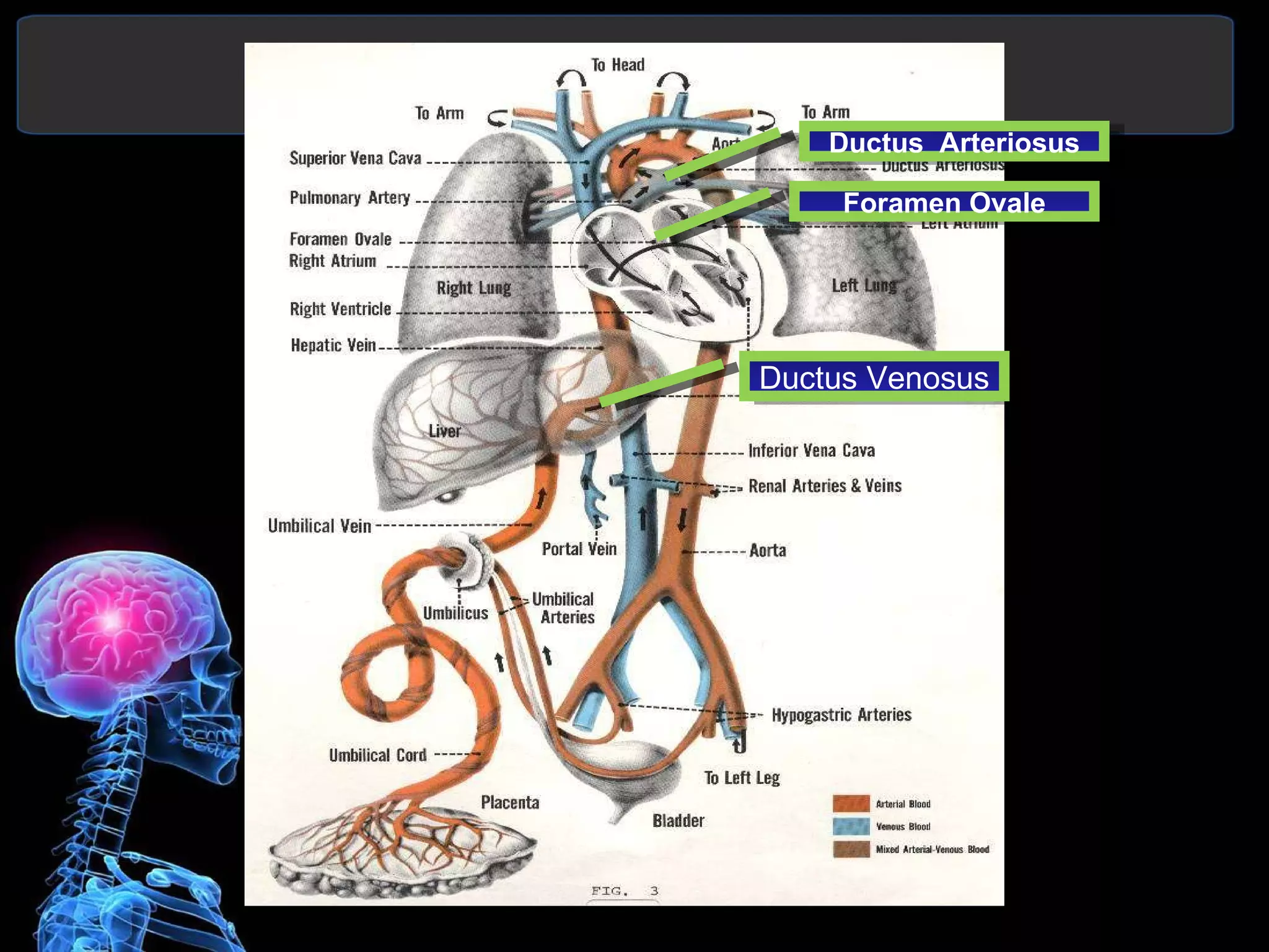 Ductus Venosus Ductus  Arteriosus Foramen Ovale 