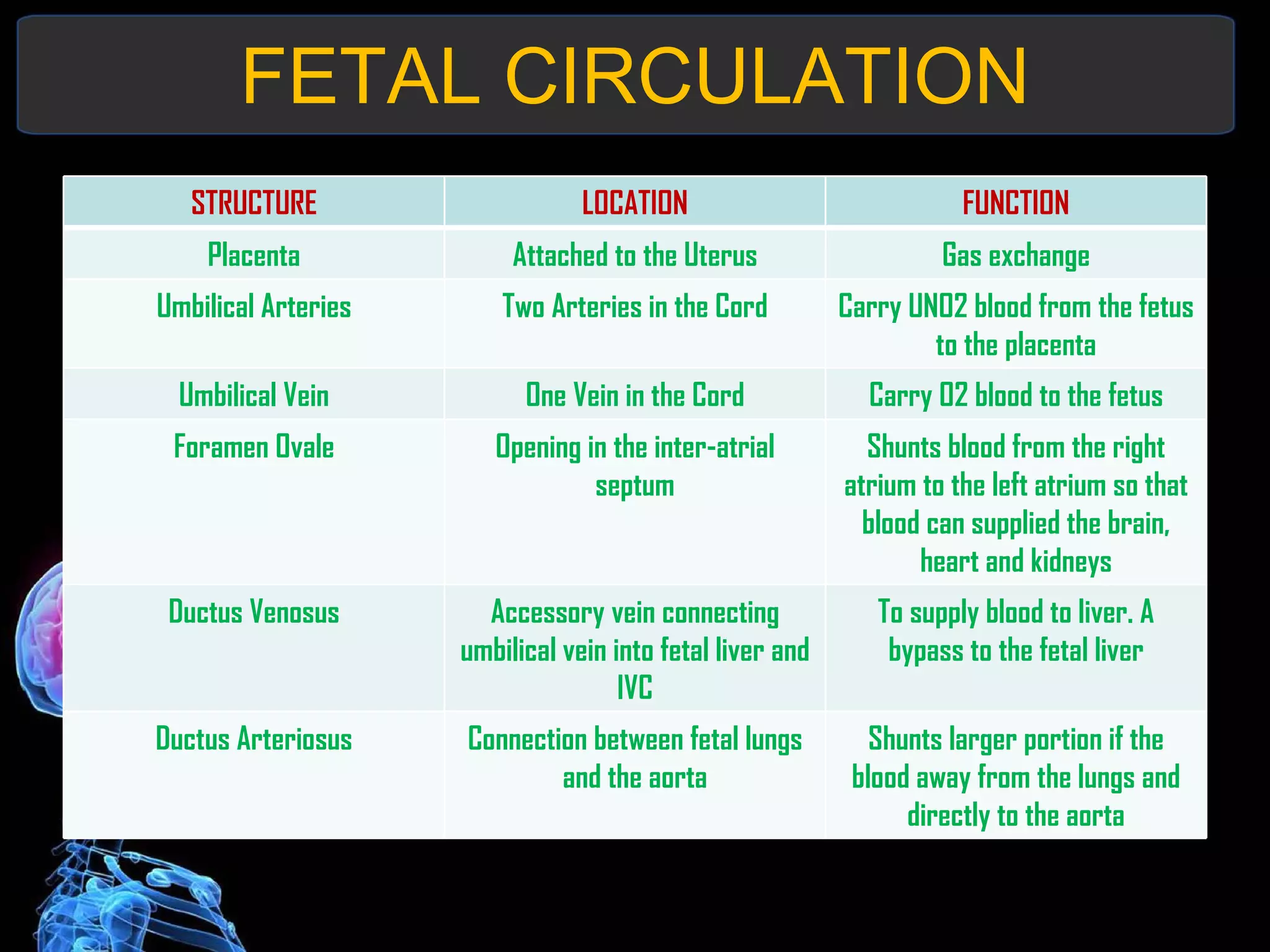 FETAL CIRCULATION STRUCTURE LOCATION FUNCTION Placenta Attached to the Uterus Gas exchange Umbilical Arteries Two Arteries in the Cord Carry UNO2 blood from the fetus to the placenta Umbilical Vein One Vein in the Cord Carry O2 blood to the fetus Foramen Ovale Opening in the inter-atrial septum Shunts blood from the right atrium to the left atrium so that blood can supplied the brain, heart and kidneys Ductus Venosus Accessory vein connecting umbilical vein into fetal liver and IVC To supply blood to liver. A bypass to the fetal liver Ductus Arteriosus Connection between fetal lungs and the aorta Shunts larger portion if the blood away from the lungs and directly to the aorta 