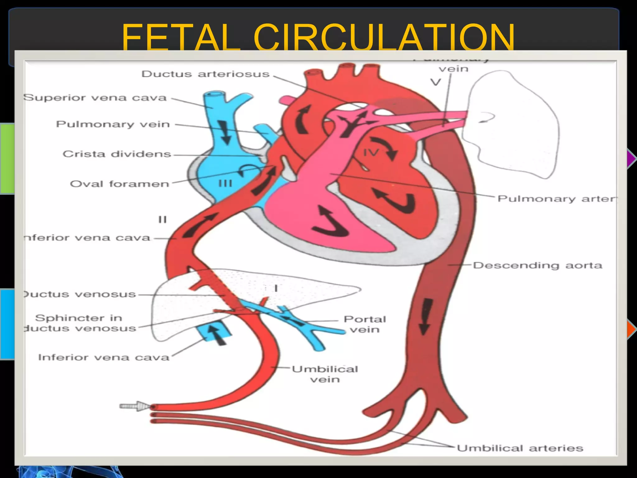 FETAL CIRCULATION Blood from the Placenta Umbilical Vein Enter the Ductus Venosus Passes through the IFC Enter the Right Atrium Left Ventricle Aorta   Right Atrium  Enters the Right Ventricle Enters the Pulmonary Artery with some blood going to Lungs Flows to the Ductus Arteriosus Enters the Descending Aorta Enters the Hypogastric Artery goes back to Placenta 