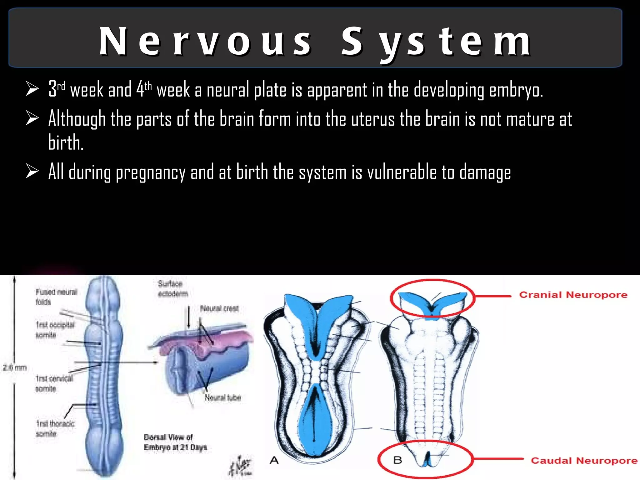 Nervous System 3 rd  week and 4 th  week a neural plate is apparent in the developing embryo. Although the parts of the brain form into the uterus the brain is not mature at birth. All during pregnancy and at birth the system is vulnerable to damage 