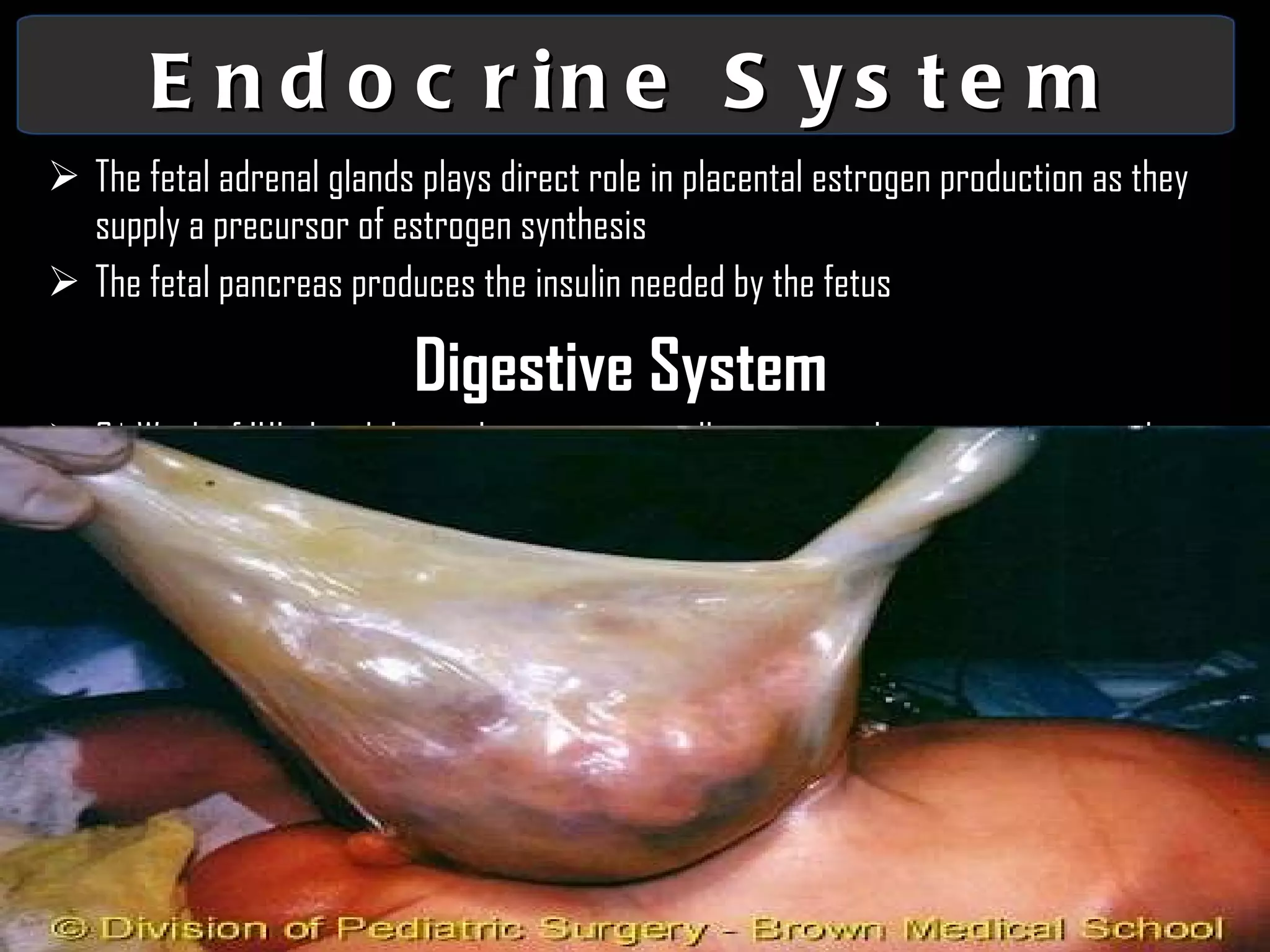 Endocrine System The fetal adrenal glands plays direct role in placental estrogen production as they supply a precursor of estrogen synthesis The fetal pancreas produces the insulin needed by the fetus Digestive System 6 th  Week of IUL the abdomen become too small to contain the intestine enters the base of the umbilical cord. 10th week time when the fetal trunk extended and enlarge. OMPHALOCELE  is a type of abdominal wall defect in which the intestines, liver, and occasionally other organs remain outside of the abdomen in a sac because of a defect in the development of the muscles of the abdominal wall. 