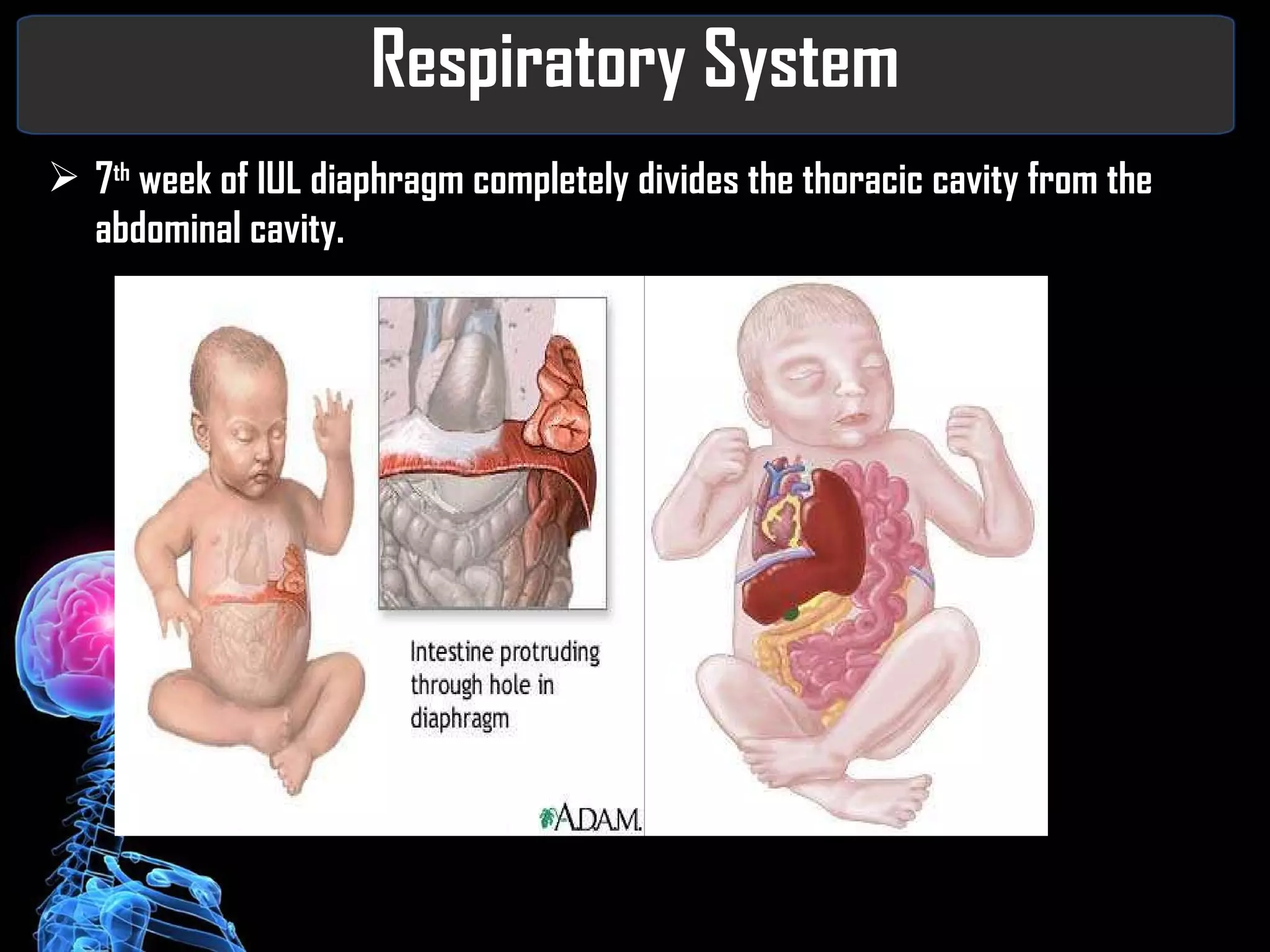 Respiratory System 7 th  week of IUL diaphragm completely divides the thoracic cavity from the abdominal cavity.  