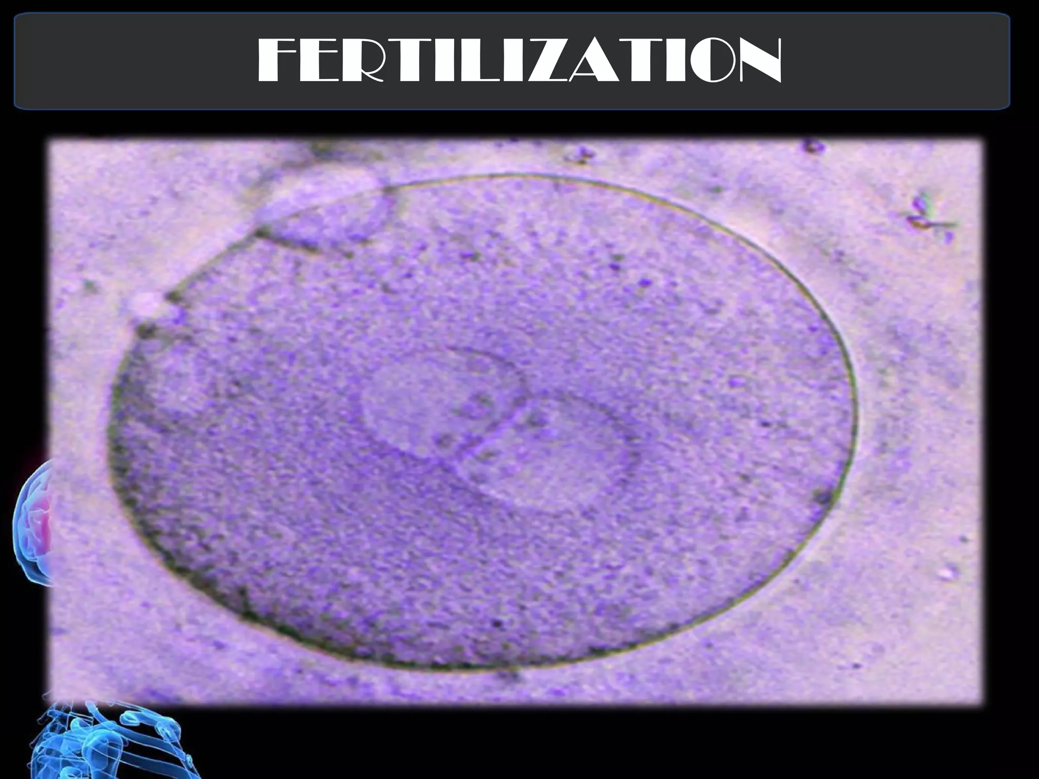 FERTILIZATION 
