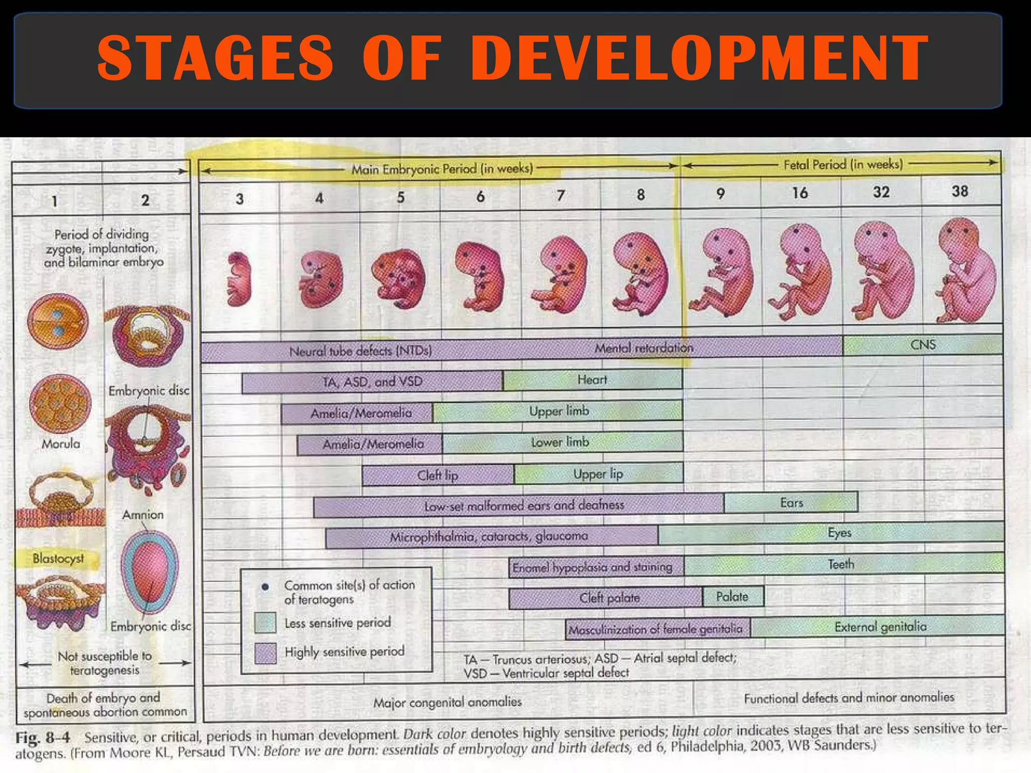 STAGES OF DEVELOPMENT 