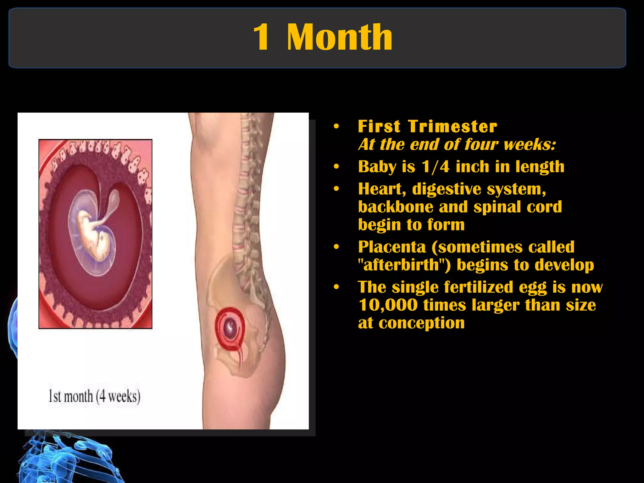1 Month  First Trimester At the end of four weeks:   Baby is 1/4 inch in length  Heart, digestive system, backbone and spinal cord begin to form  Placenta (sometimes called "afterbirth") begins to develop  The single fertilized egg is now 10,000 times larger than size at conception 