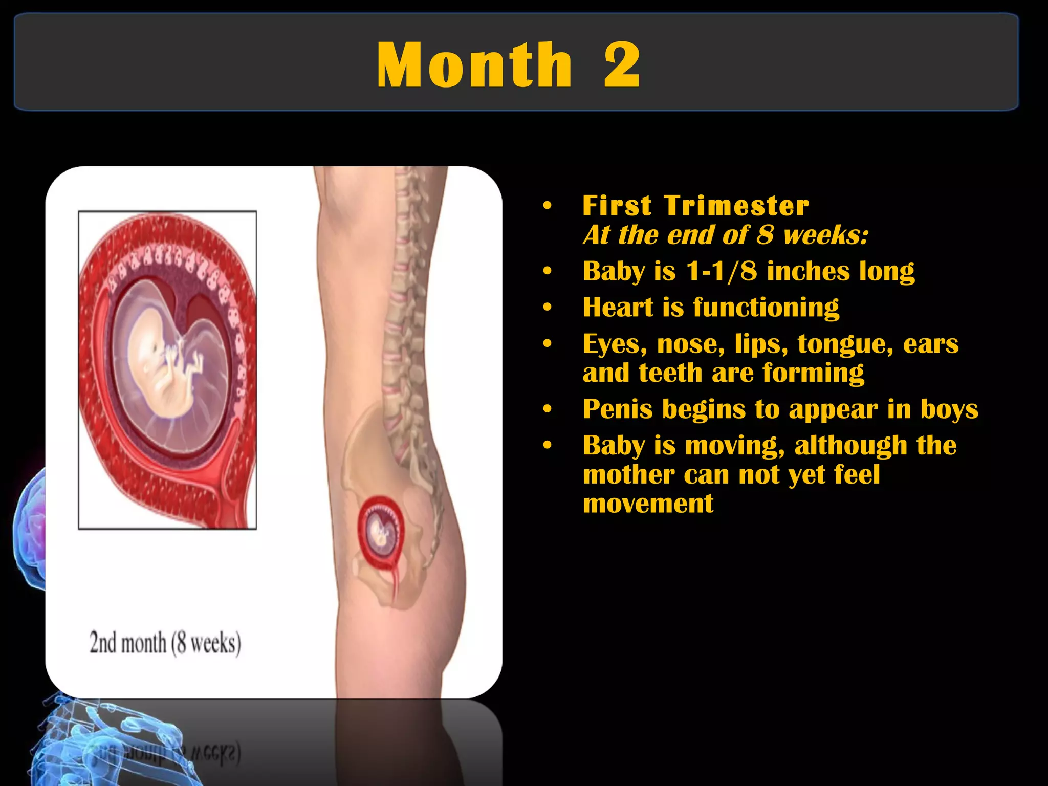Month 2  First Trimester At the end of 8 weeks:   Baby is 1-1/8 inches long  Heart is functioning  Eyes, nose, lips, tongue, ears and teeth are forming  Penis begins to appear in boys  Baby is moving, although the mother can not yet feel movement 
