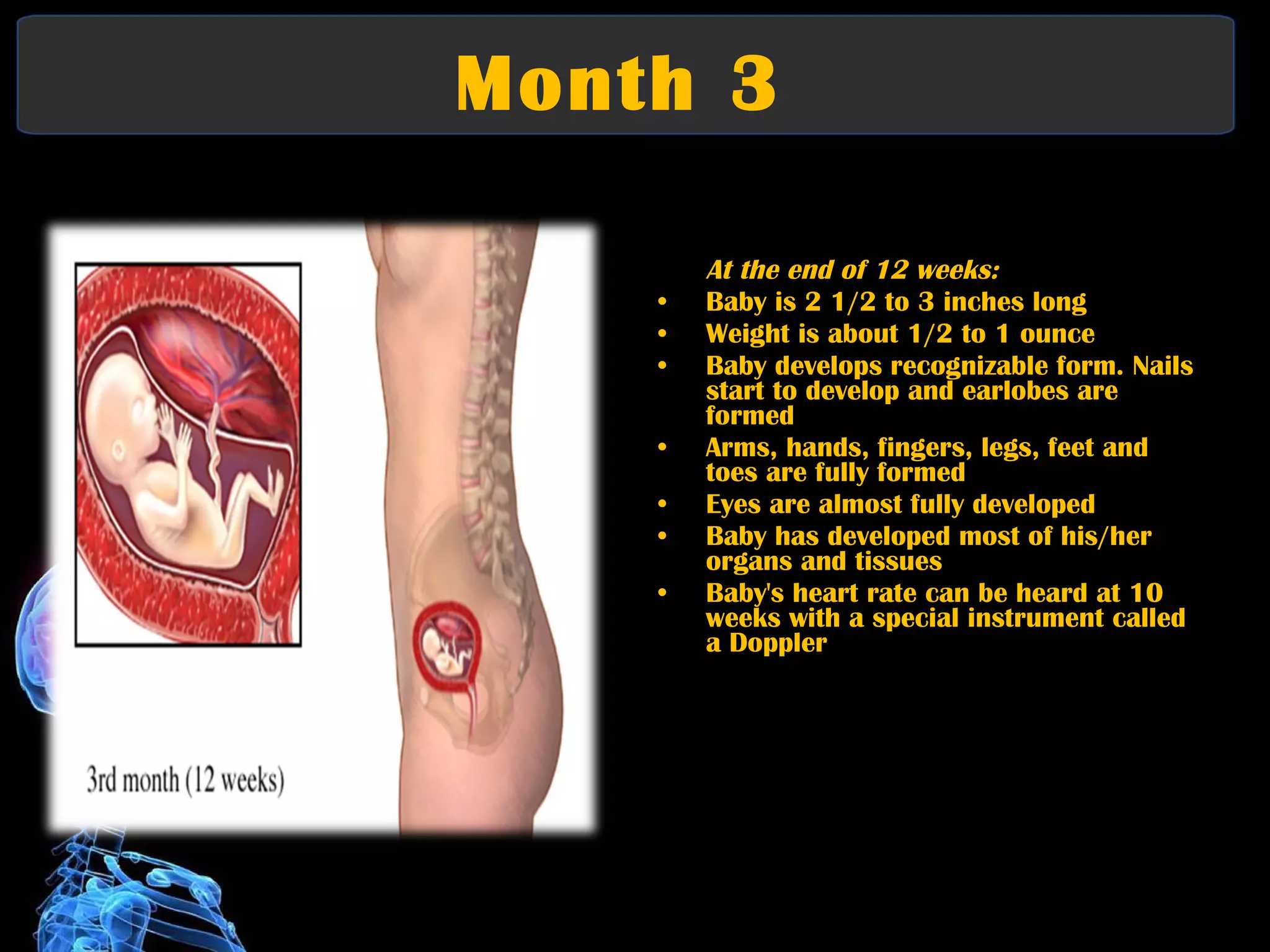 Month 3  First Trimester At the end of 12 weeks:   Baby is 2 1/2 to 3 inches long  Weight is about 1/2 to 1 ounce  Baby develops recognizable form. Nails start to develop and earlobes are formed  Arms, hands, fingers, legs, feet and toes are fully formed  Eyes are almost fully developed  Baby has developed most of his/her organs and tissues  Baby's heart rate can be heard at 10 weeks with a special instrument called a Doppler 