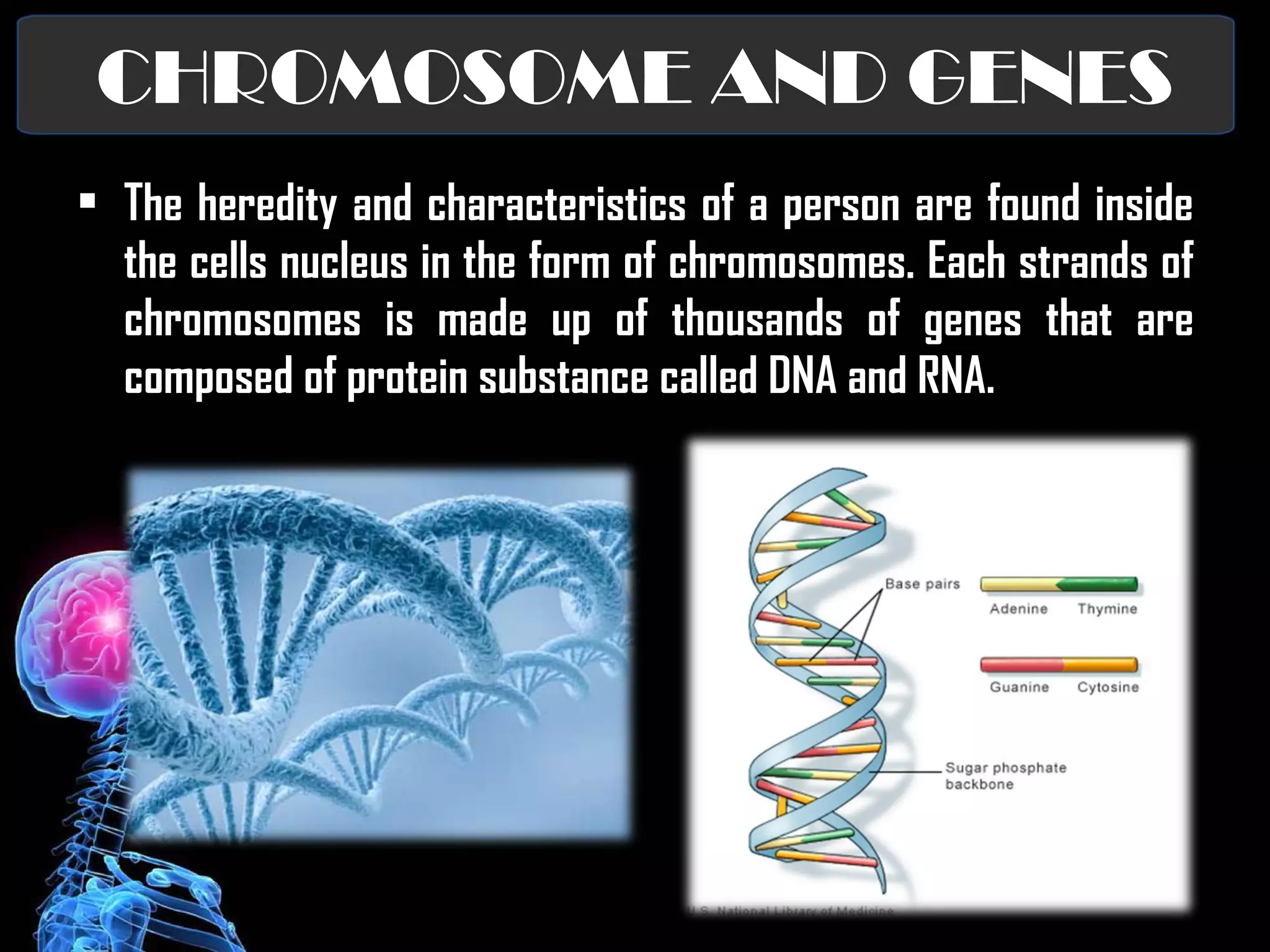 CHROMOSOME AND GENES The heredity and characteristics of a person are found inside the cells nucleus in the form of chromosomes. Each strands of chromosomes is made up of thousands of genes that are composed of protein substance called DNA and RNA. 