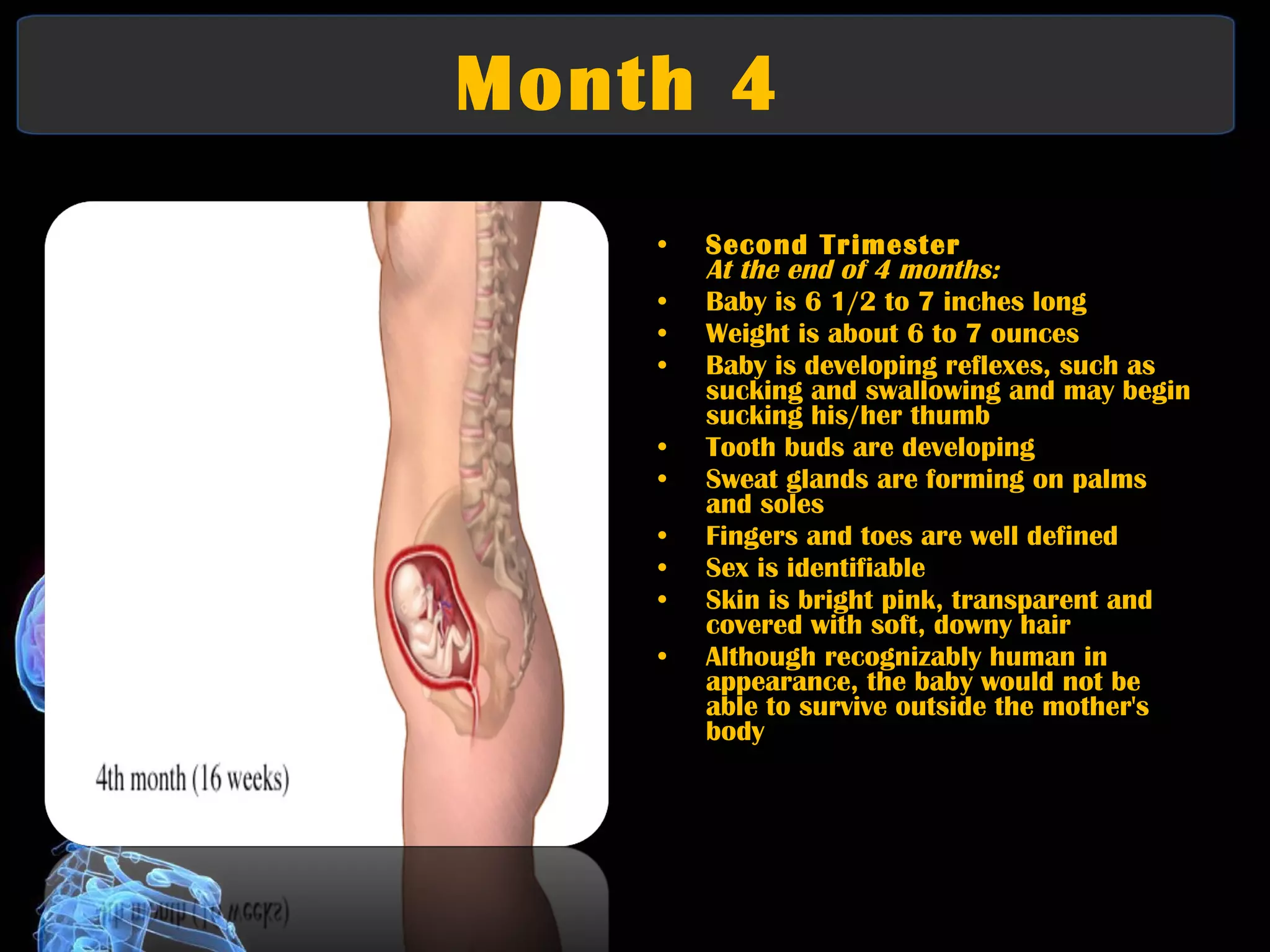 Month 4  Second Trimester At the end of 4 months:   Baby is 6 1/2 to 7 inches long  Weight is about 6 to 7 ounces  Baby is developing reflexes, such as sucking and swallowing and may begin sucking his/her thumb  Tooth buds are developing  Sweat glands are forming on palms and soles  Fingers and toes are well defined  Sex is identifiable  Skin is bright pink, transparent and covered with soft, downy hair  Although recognizably human in appearance, the baby would not be able to survive outside the mother's body 