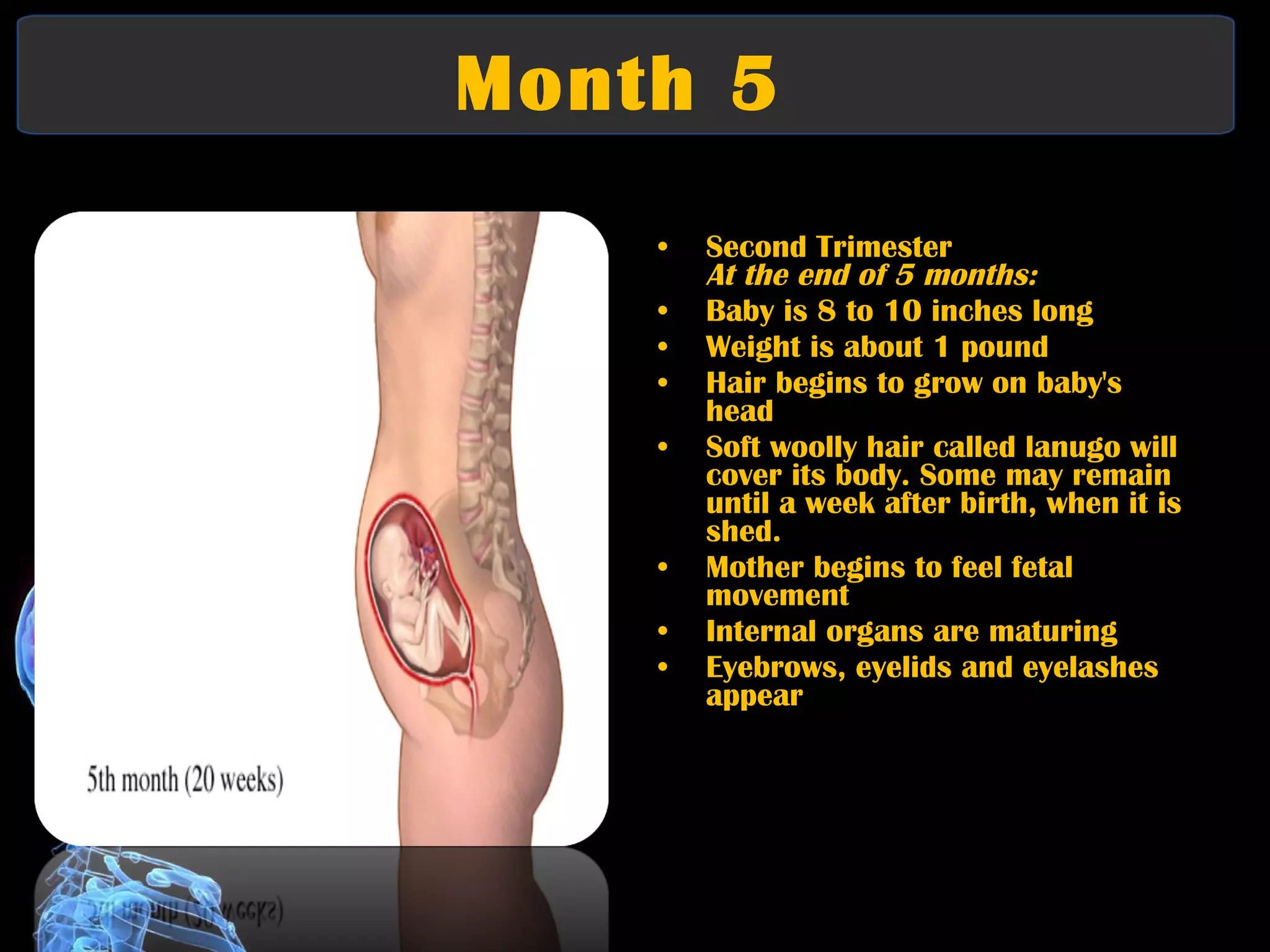 Month 5  Second Trimester At the end of 5 months:   Baby is 8 to 10 inches long  Weight is about 1 pound  Hair begins to grow on baby's head  Soft woolly hair called lanugo will cover its body. Some may remain until a week after birth, when it is shed.  Mother begins to feel fetal movement  Internal organs are maturing  Eyebrows, eyelids and eyelashes appear 