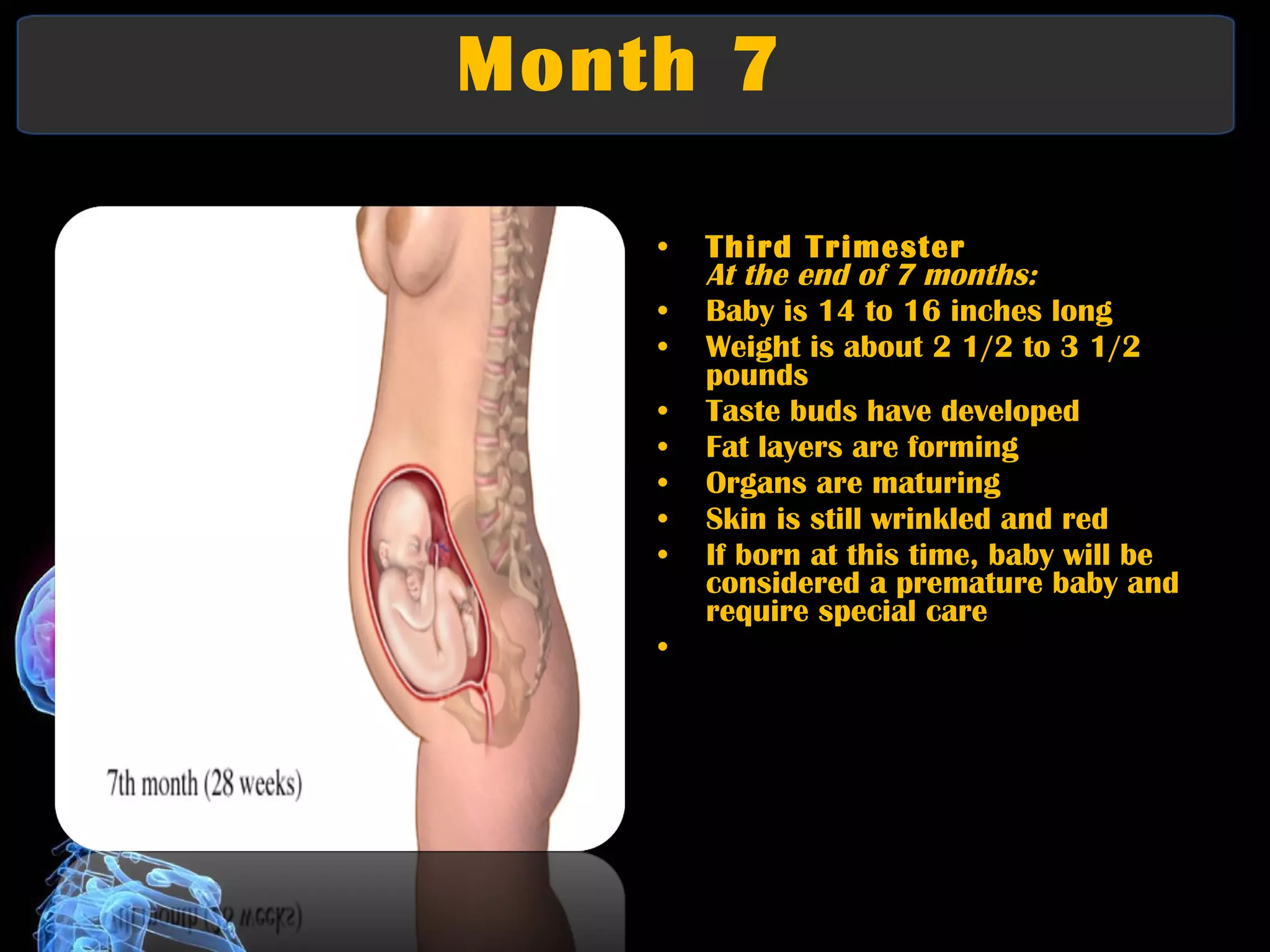 Month 7  Third Trimester At the end of 7 months:   Baby is 14 to 16 inches long  Weight is about 2 1/2 to 3 1/2 pounds  Taste buds have developed  Fat layers are forming  Organs are maturing  Skin is still wrinkled and red  If born at this time, baby will be considered a premature baby and require special care 