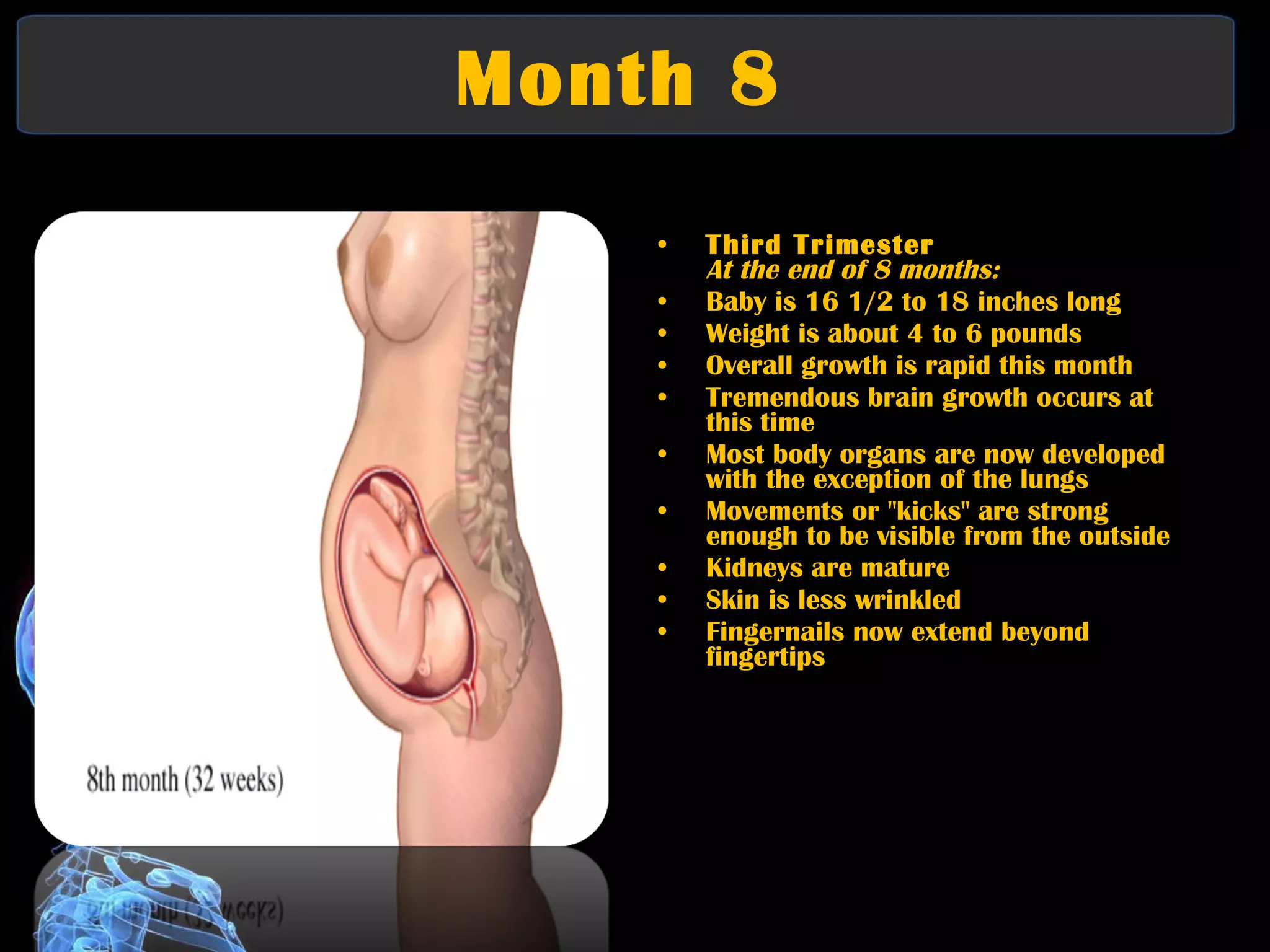 Month 8  Third Trimester At the end of 8 months:   Baby is 16 1/2 to 18 inches long  Weight is about 4 to 6 pounds  Overall growth is rapid this month  Tremendous brain growth occurs at this time  Most body organs are now developed with the exception of the lungs  Movements or "kicks" are strong enough to be visible from the outside  Kidneys are mature  Skin is less wrinkled  Fingernails now extend beyond fingertips 