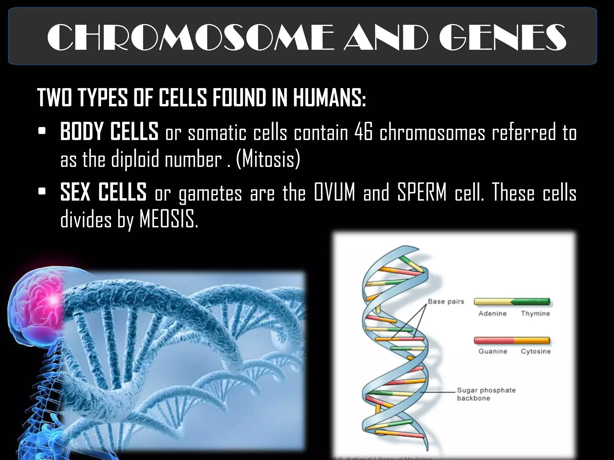 CHROMOSOME AND GENES TWO TYPES OF CELLS FOUND IN HUMANS: BODY CELLS  or somatic cells contain 46 chromosomes referred to as the diploid number . (Mitosis) SEX CELLS  or gametes are the OVUM and SPERM cell. These cells divides by MEOSIS. 