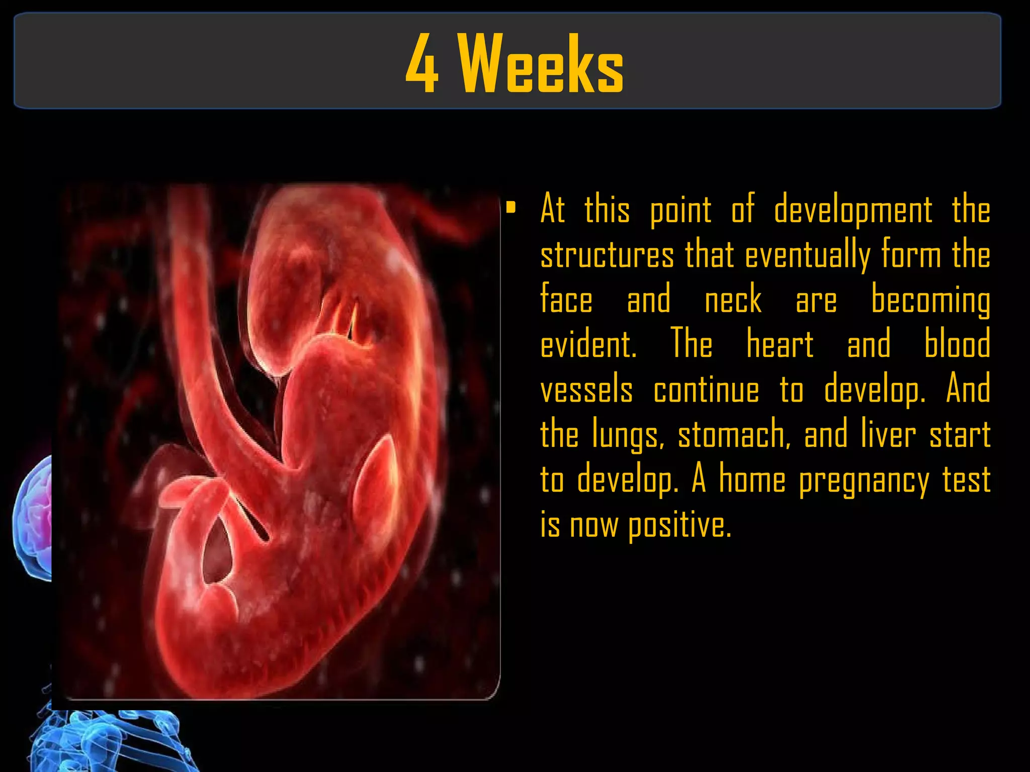 4 Weeks At this point of development the structures that eventually form the face and neck are becoming evident. The heart and blood vessels continue to develop. And the lungs, stomach, and liver start to develop. A home pregnancy test is now positive. 