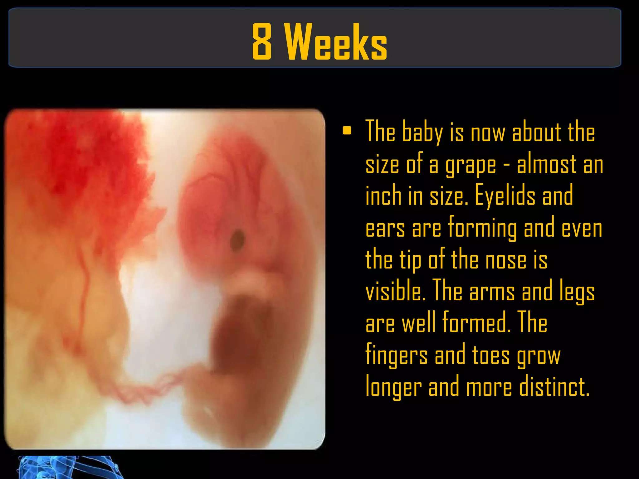 8 Weeks The baby is now about the size of a grape - almost an inch in size. Eyelids and ears are forming and even the tip of the nose is visible. The arms and legs are well formed. The fingers and toes grow longer and more distinct. 