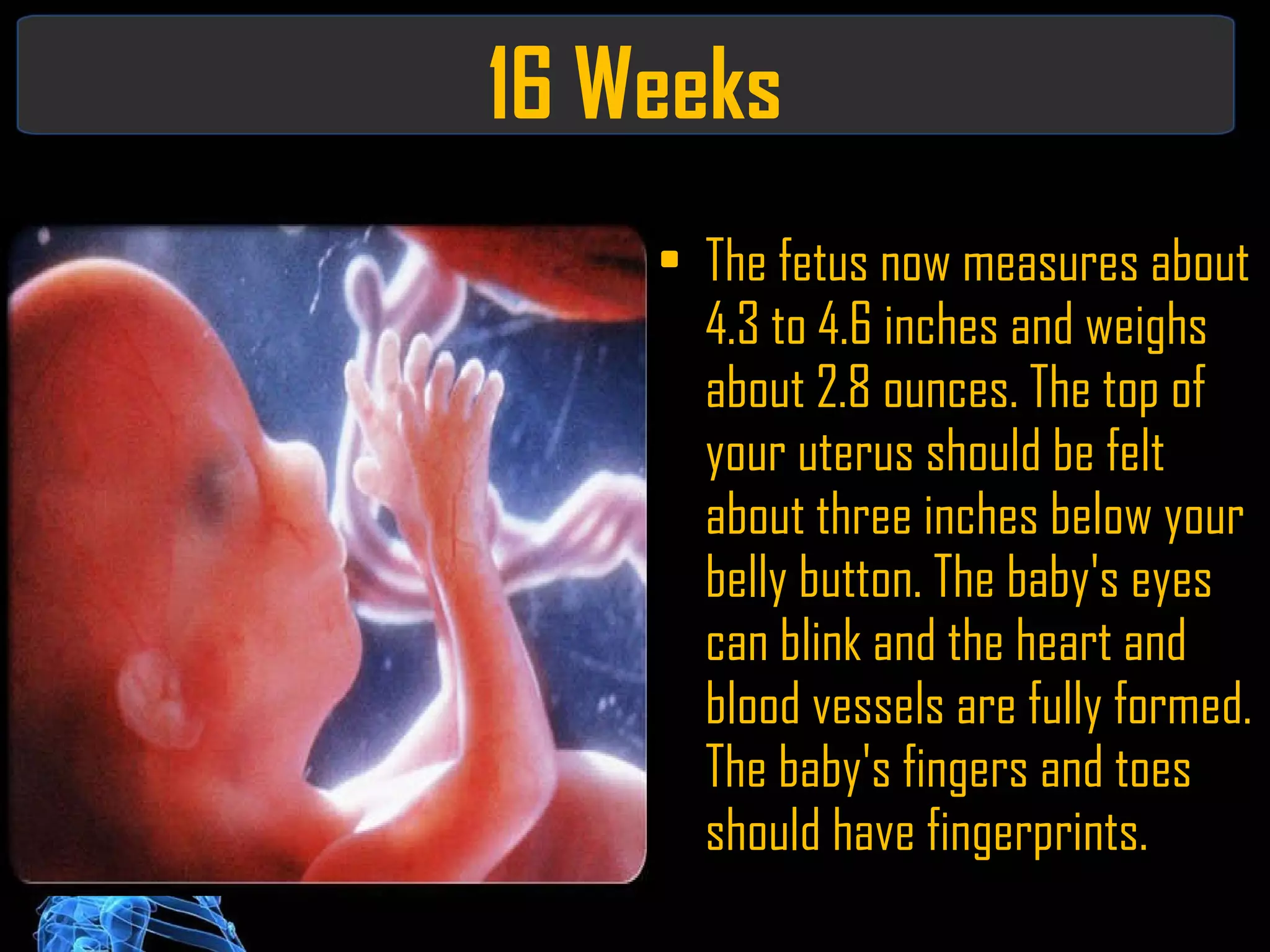 16 Weeks The fetus now measures about 4.3 to 4.6 inches and weighs about 2.8 ounces. The top of your uterus should be felt about three inches below your belly button. The baby's eyes can blink and the heart and blood vessels are fully formed. The baby's fingers and toes should have fingerprints. 