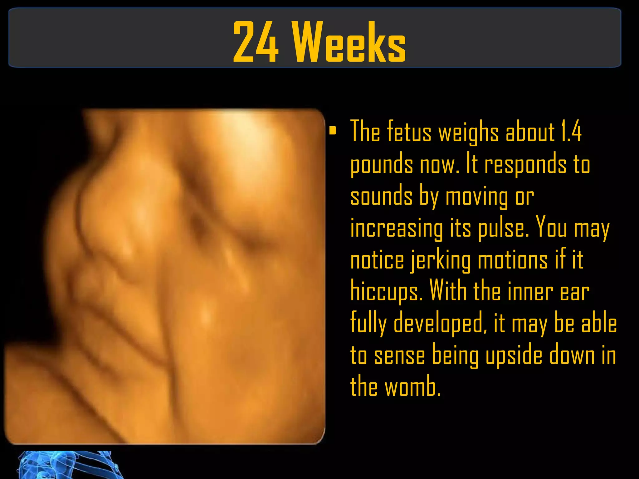 24 Weeks The fetus weighs about 1.4 pounds now. It responds to sounds by moving or increasing its pulse. You may notice jerking motions if it hiccups. With the inner ear fully developed, it may be able to sense being upside down in the womb. 
