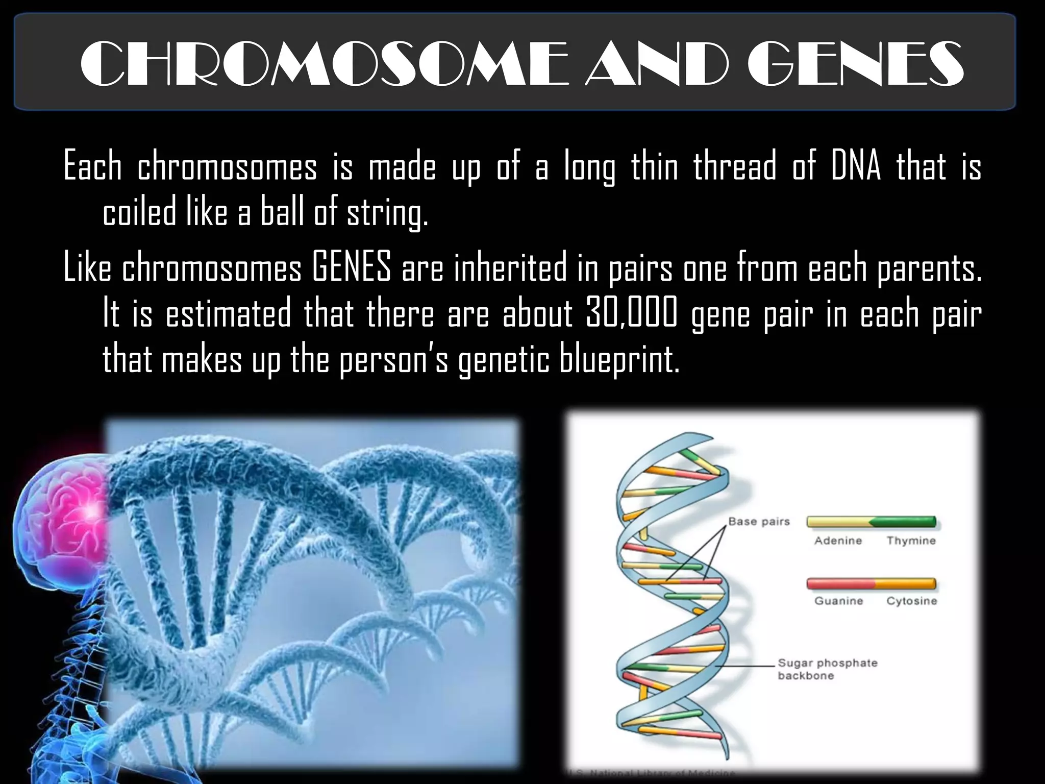 CHROMOSOME AND GENES Each chromosomes is made up of a long thin thread of DNA that is coiled like a ball of string. Like chromosomes GENES are inherited in pairs one from each parents. It is estimated that there are about 30,000 gene pair in each pair that makes up the person’s genetic blueprint.  