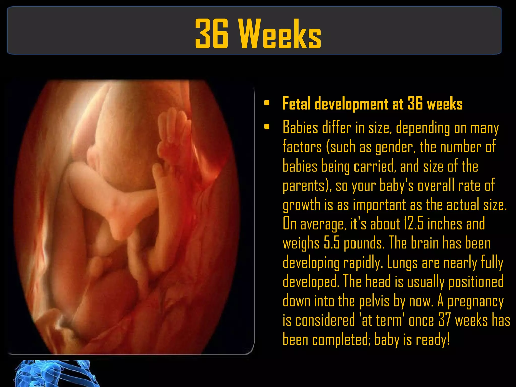 36 Weeks Fetal development at 36 weeks Babies differ in size, depending on many factors (such as gender, the number of babies being carried, and size of the parents), so your baby's overall rate of growth is as important as the actual size. On average, it's about 12.5 inches and weighs 5.5 pounds. The brain has been developing rapidly. Lungs are nearly fully developed. The head is usually positioned down into the pelvis by now. A pregnancy is considered 'at term' once 37 weeks has been completed; baby is ready! 