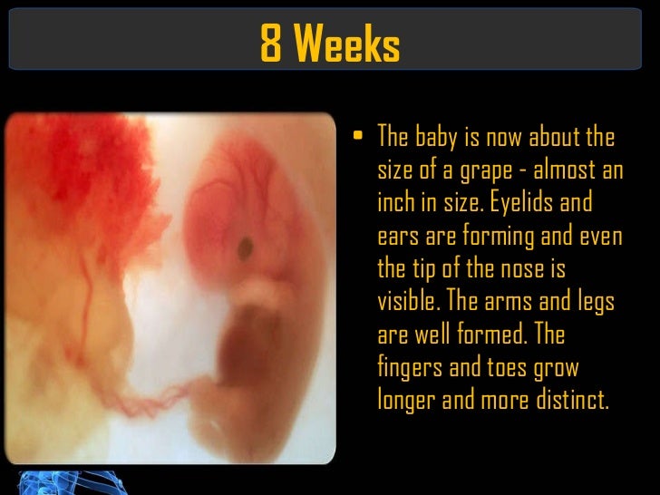conception obstetrics nursing size of baby at 8 weeks