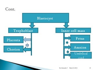 By Alemyehu T March 22-2014 
Blastocyst 
Trophoblast Inner cell mass 
Placenta 
Chorion 
Fetus 
Amnion 
Umbilical 
cord 
A 
10 
 