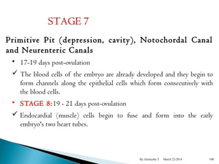 Primitive Pit (depression, cavity), Notochordal Canal 
and Neurenteric Canals 
• 17-19 days post-ovulation 
 The blood cells of the embryo are already developed and they begin to 
form channels along the epithelial cells which form consecutively with 
the blood cells. 
• STAGE 8:19 - 21 days post-ovulation 
 Endocardial (muscle) cells begin to fuse and form into the early 
embryo's two heart tubes. 
By Alemyehu T March 22-2014 100 
 