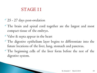  25 - 27 days post-ovulation 
The brain and spinal cord together are the largest and most 
compact tissue of the embryo. 
Valve & septa appear in the heart 
The digestive epithelium layer begins to differentiate into the 
future locations of the liver, lung, stomach and pancreas. 
The beginning cells of the liver form before the rest of the 
digestive system. 
By Alemyehu T March 22-2014 103 
 