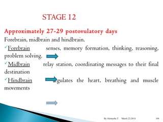 Approximately 27-29 postovulatory days 
Forebrain, midbrain and hindbrain. 
Forebrain senses, memory formation, thinking, reasoning, 
problem solving. 
Midbrain relay station, coordinating messages to their final 
destination 
Hindbrain regulates the heart, breathing and muscle 
movements 
By Alemyehu T March 22-2014 104 
 