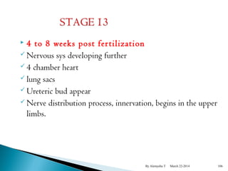  4 to 8 weeks post fer tilization 
 Nervous sys developing further 
 4 chamber heart 
 lung sacs 
Ureteric bud appear 
 Nerve distribution process, innervation, begins in the upper 
limbs. 
By Alemyehu T March 22-2014 106 
 